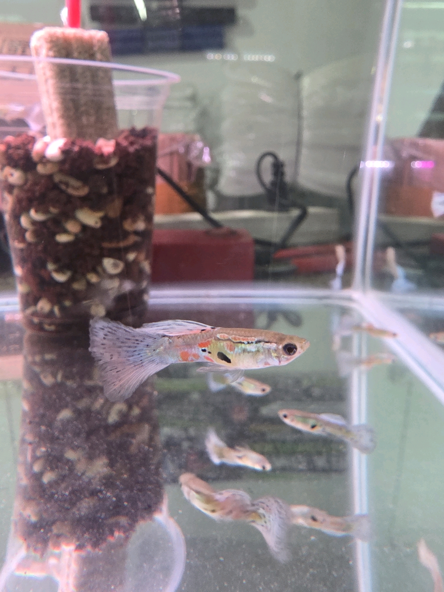 The image shows a close-up of several guppies swimming in a tank. The guppies are small, colorful fish with distinct patterns on their fins and bodies. One guppy in the foreground is particularly clear, showing its iridescent scales and intricate finnage. The tank appears to be a typical aquarium setting with gravel at the bottom and a filter. The background is blurred, but suggests an indoor environment, possibly a pet store or a home aquarium setup. The overall impression is one of a lively aquatic scene.