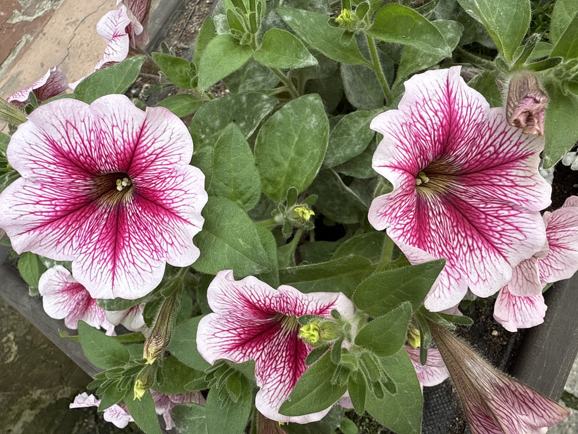This media file is a close-up, eye-level photograph of petunias in a planter. The petunias have large, trumpet-shaped flowers with delicate pink and white striped petals. The vibrant pink veins radiate from the center of the flower outwards, creating a striking visual effect. The surrounding foliage is a lush green, with some leaves showing a slightly dusty texture. There are also several unopened flower buds, some appearing as elongated, ribbed structures, and others as small, fuzzy green nubs. The lighting suggests it is daytime, possibly overcast given the soft diffusion of light. The setting appears to be an outdoor environment, with hints of a paved walkway and a planter's edge visible in the background. The image is focused on the floral subjects, highlighting their intricate patterns and delicate beauty. There is no visible text in the image.