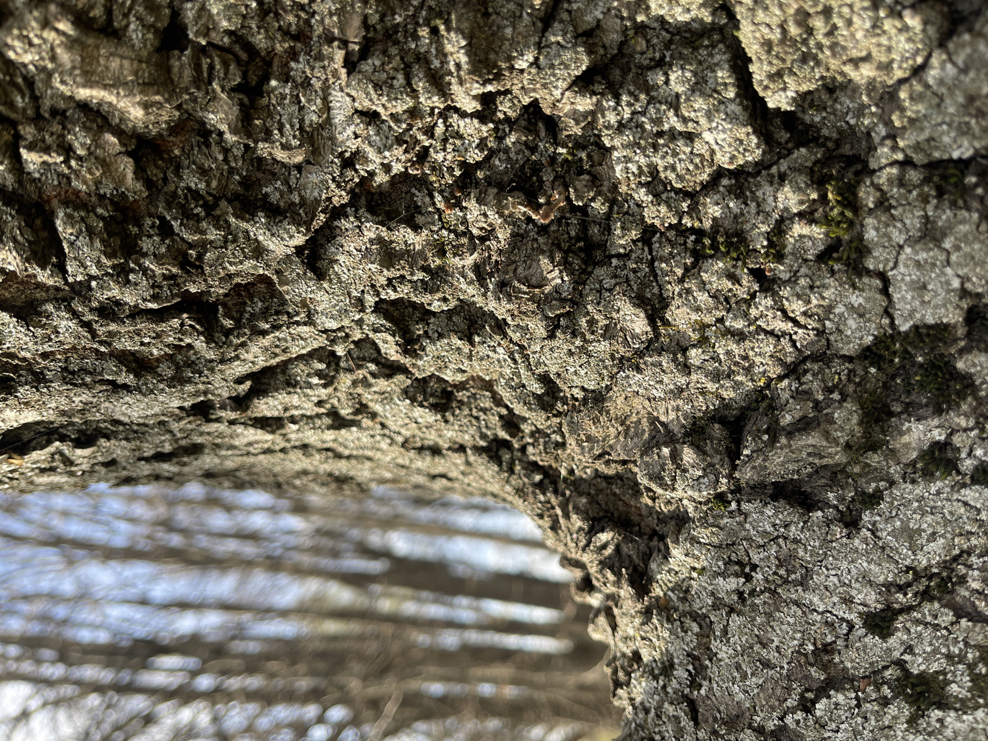 This media file is a close-up, high-detail photograph of heavily textured tree bark. The bark, primarily gray-brown, is covered in extensive patches of pale grey-green lichen and small specks of green moss nestled within its deep fissures and ridges. Strong, directional sunlight illuminates the bark from the upper left, casting sharp shadows that emphasize its rugged, craggy surface and intricate patterns.
The background is entirely out of focus, creating a soft bokeh effect with blurred horizontal and vertical shapes. These indistinct forms likely represent other trees or bare branches against a bright, possibly overcast or snowy sky. The shallow depth of field focuses attention entirely on the intricate details of the tree bark. There are no human subjects, activities, or visible text. The bright lighting suggests a clear daytime setting in an outdoor natural environment, consistent with the provided location context of Khimki, Russia.