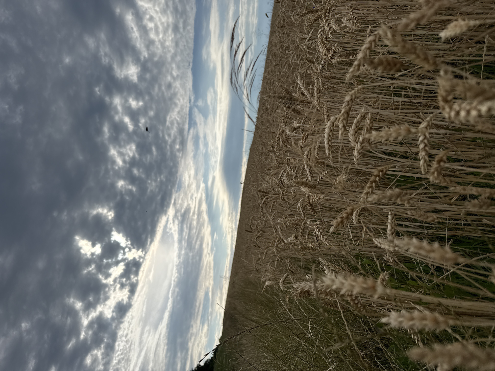 The image depicts a close-up view of a wheat field with a cloudy sky in the background. The wheat stalks are dry and golden, filling the foreground and extending up a gentle slope. Some of the stalks are in sharp focus, while others are blurred, creating a sense of depth. The sky is filled with dramatic, grey and white clouds, with patches of blue sky visible in between. A small, dark object, possibly a bird, is visible in the upper right quadrant of the sky. The overall impression is one of a rural, agricultural landscape under a dynamic sky. The location is Unknown, Unknown.