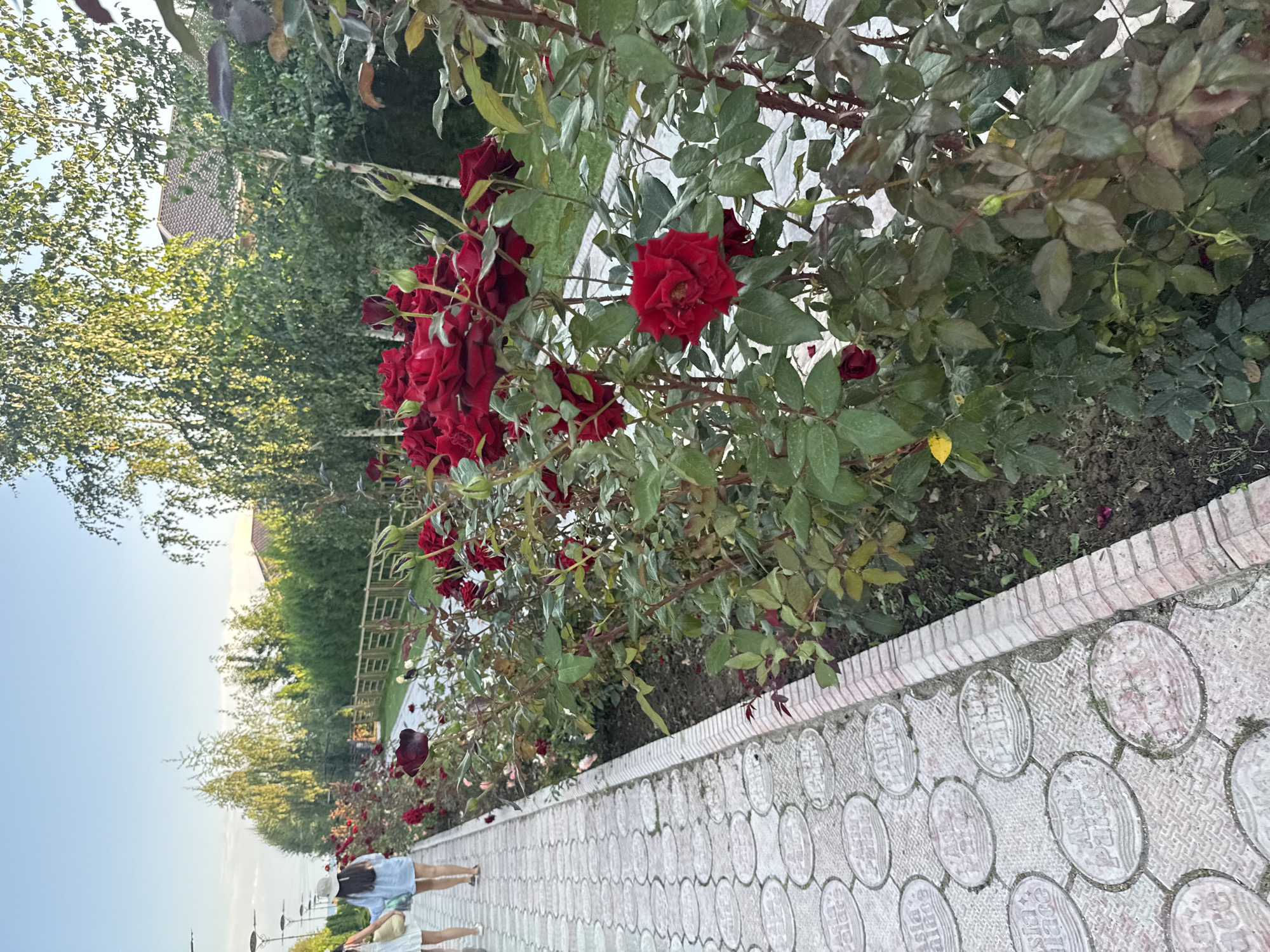 The image captures a pathway lined with blooming red roses in Sary-Oy, Kyrgyzstan. Two individuals, a woman wearing a light-colored dress and a hat, and another person in a blue shirt and shorts, are walking away from the camera on the textured, circular-patterned paved pathway. The pathway is bordered by a rose garden with numerous deep red roses in various stages of bloom, interspersed with green foliage and some fallen leaves. Beyond the roses, a wooden fence runs along the property, with lush green trees and a building with a tiled roof visible in the background. The sky above is clear and blue, suggesting it is daytime, possibly late afternoon or early evening due to the soft lighting.