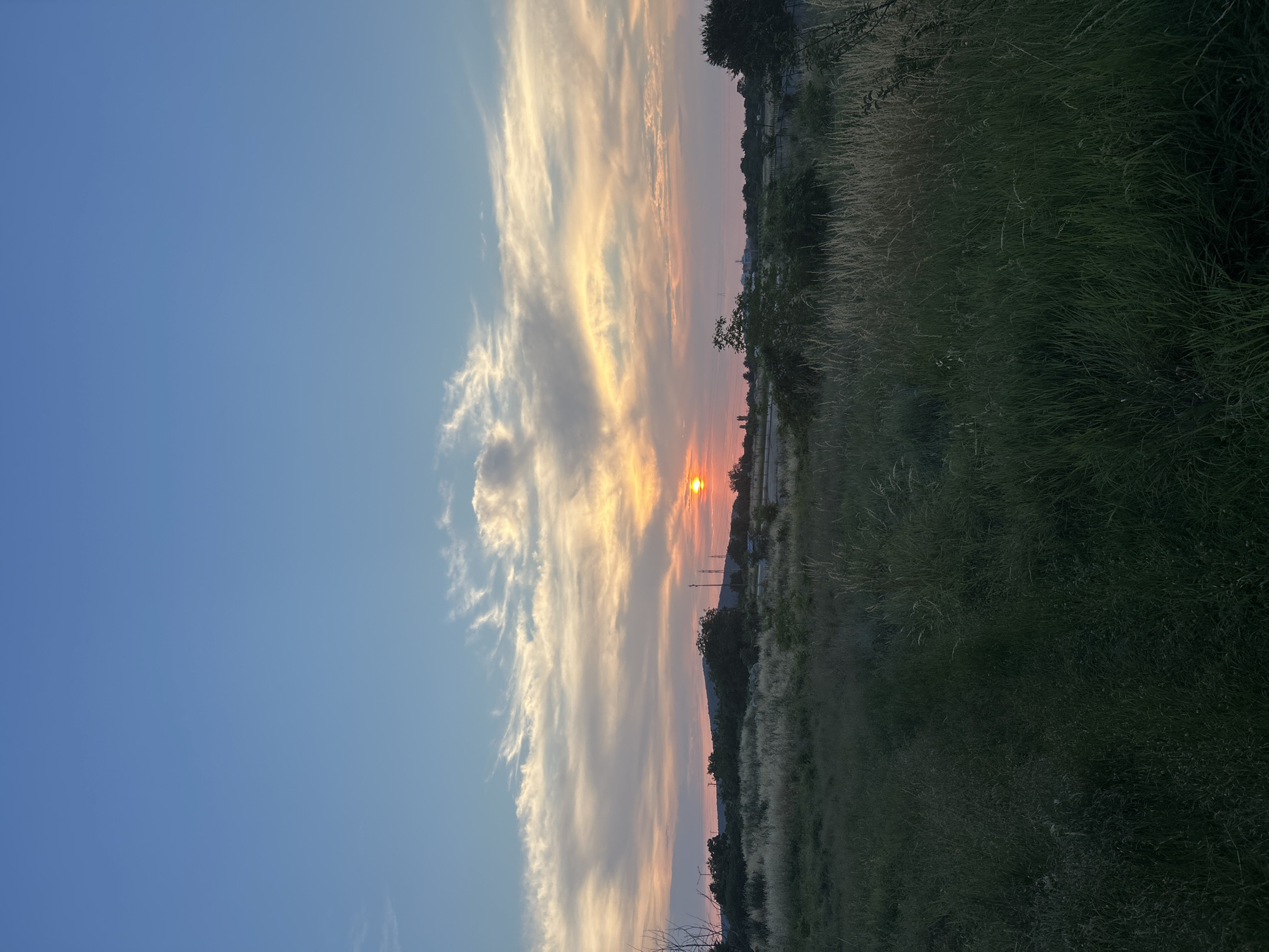 The image captures a sunset over a grassy landscape. The sun, a vibrant orange orb, is setting on the horizon, casting warm hues across the sky. Wispy clouds stretch across the sky, painted with shades of orange, pink, and yellow, reflecting the setting sun. The foreground is dominated by tall, dry grasses that appear golden in the fading light. Beyond the field, a line of trees and some structures are silhouetted against the colorful sky, suggesting a rural or semi-urban setting. The overall mood is serene and tranquil, evoking the peaceful end of a day. The image is oriented vertically, presenting a wide expanse of sky and landscape. The time of day is clearly sunset. There is no visible text in the image.