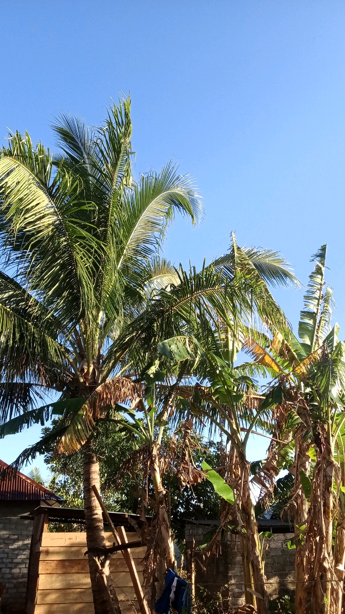 In the city of Themin, Indonesia, a vertical, full shot captures a cluster of palm and banana trees against a clear blue sky. The fronds of the palm trees, vibrant green and sun-dappled, fan out from their trunks, some showing signs of browning at the tips. The banana trees, with their characteristically thick, fibrous trunks, have large, tattered leaves, also tinged with brown.
Beneath the trees, the scene transitions to a more grounded view. A weathered, wooden structure with a corrugated metal roof is visible to the left, adjacent to a brick wall. To the right, the base of another tree trunk is seen, with a few pieces of blue and white cloth hanging from a wire or line nearby. The overall impression is one of a tropical, rural setting, bathed in the bright light of day.