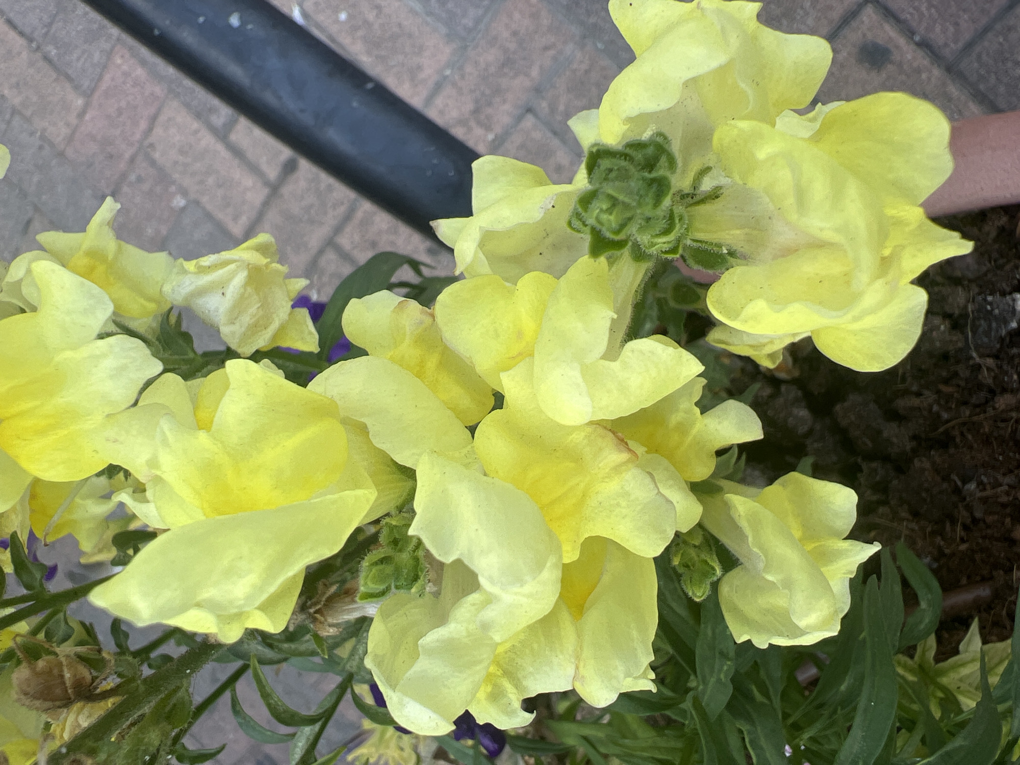 A close-up, overhead shot captures a cluster of yellow snapdragon flowers. The blooms are delicate and varied in their unfurling, with some fully open and others still in bud. Green foliage and a few small purple flowers peek through the dominant yellow. In the background, a dark, cylindrical object, possibly a railing or pole, runs diagonally from the upper right towards the center of the frame. The ground beneath is a paved surface of reddish-brown bricks. The scene appears to be outdoors, likely in a garden or public space within Netanya, Israel. No people are visible.