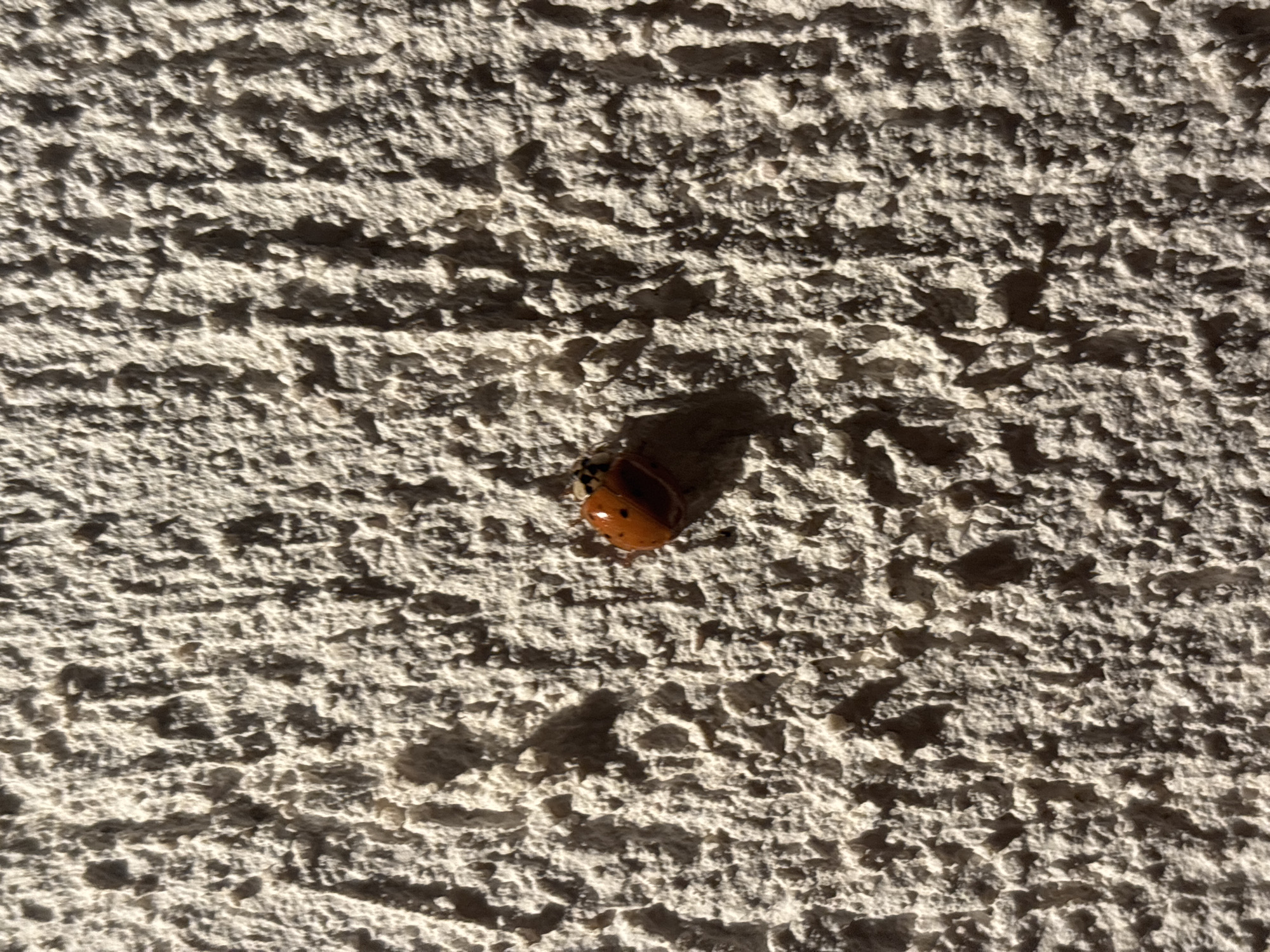 The image depicts a ladybug on a heavily textured, light-colored wall. The ladybug is orange with black spots and a black and white head. The wall appears to be exterior stucco. The scene takes place in Lom, Bulgaria. The lighting suggests direct sunlight, casting a shadow behind the ladybug.
