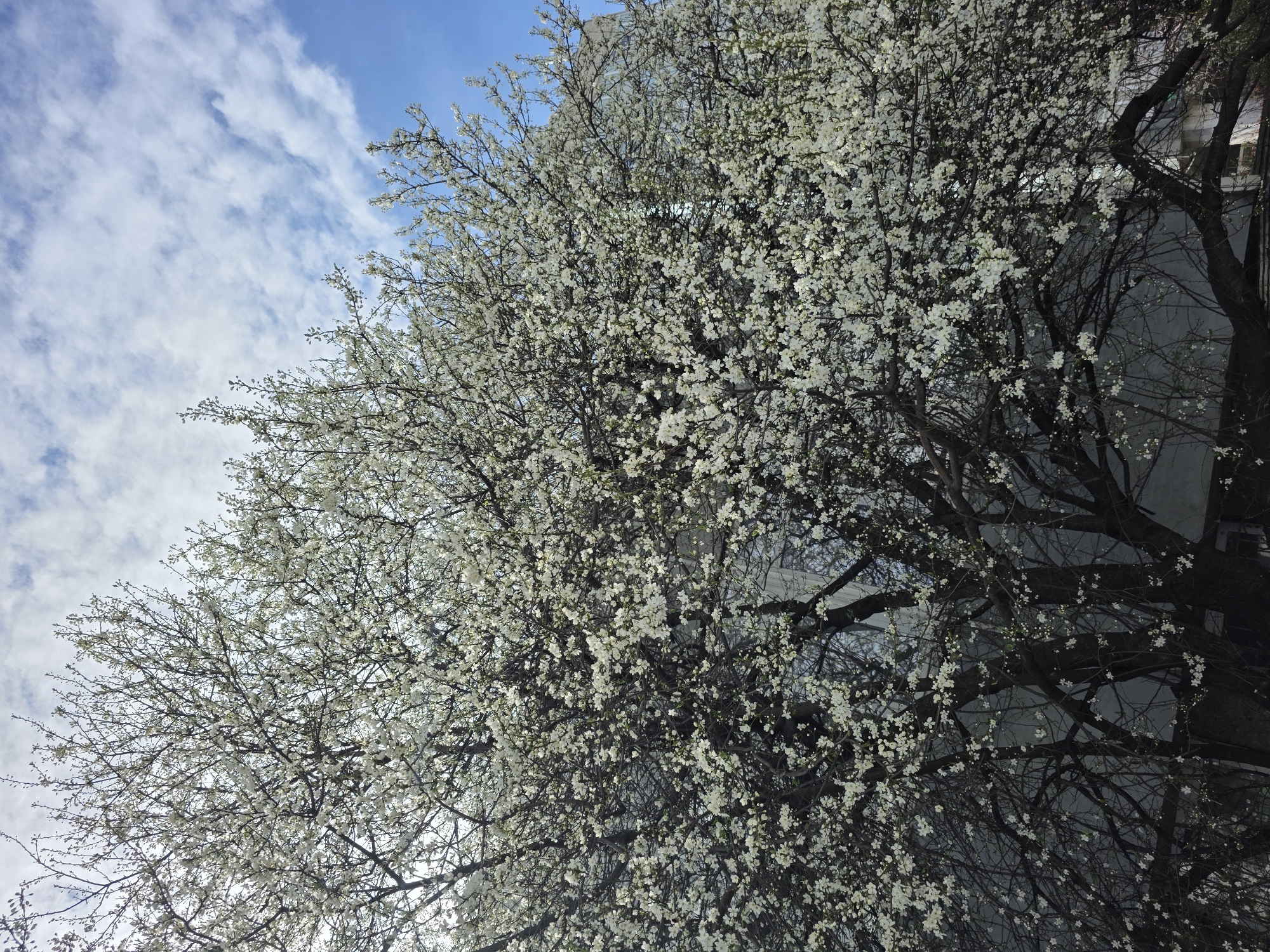 The image displays a large, deciduous tree in full bloom, dominated by dense clusters of small white flowers that cover its branches. The tree's dark brown, gnarled branches are visible beneath and through the profusion of blossoms. The upper right portion of the background features a clear blue sky interspersed with scattered white, wispy clouds. Behind the flowering tree, light-colored, multi-story building facades are partially visible, with discernible window reflections, indicative of an urban environment. No individuals, animals, or objects other than natural elements and building structures are present in the scene. The scene suggests springtime conditions. The specific location within the city of Varna, Bulgaria, cannot be identified from the visual information provided.