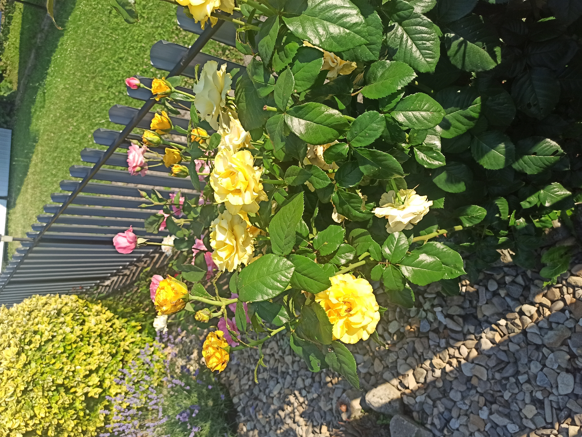 The image depicts a rose bush with several yellow and pink roses in various stages of bloom, situated in a garden with a gravel pathway and a dark grey wooden fence in the background. A lush, green lawn is visible beyond the fence, bathed in sunlight. A bright yellow-green bush is to the left of the roses, and purple lavender is visible behind it. The scene appears to be outdoors, with the lighting suggesting it is daytime. The location is identified as Kniazhdvir, Ukraine.