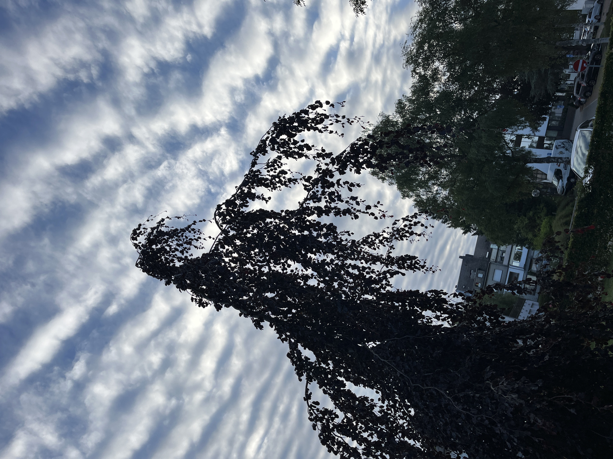 A low-angle, full shot shows a large, dark-leafed tree with weeping branches in the foreground. The tree's dark silhouette stands out against a sky filled with wispy, horizontally-streaked clouds against a blue backdrop. In the mid-ground, several trees with lighter green foliage are visible, and behind them are buildings, including a multi-story apartment complex with visible windows and balconies. Several cars are parked on a street in front of the buildings. A sign with a red circle and a horizontal bar is visible on a pole next to the street. The scene appears to be an outdoor urban or suburban environment in Saint-Vith, Belgium.
