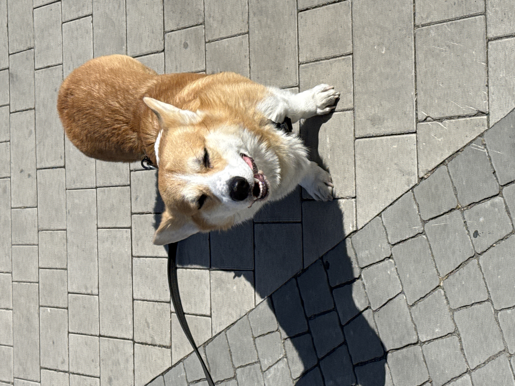 A corgi dog is lying on a sidewalk constructed of light gray and dark gray pavers. The dog has reddish-brown and white fur, with a black collar and a black leash extending out of the frame. The dog is on its back, with its mouth open and teeth visible. A shadow is cast next to the dog, indicating a light source from above. The location is unknown.