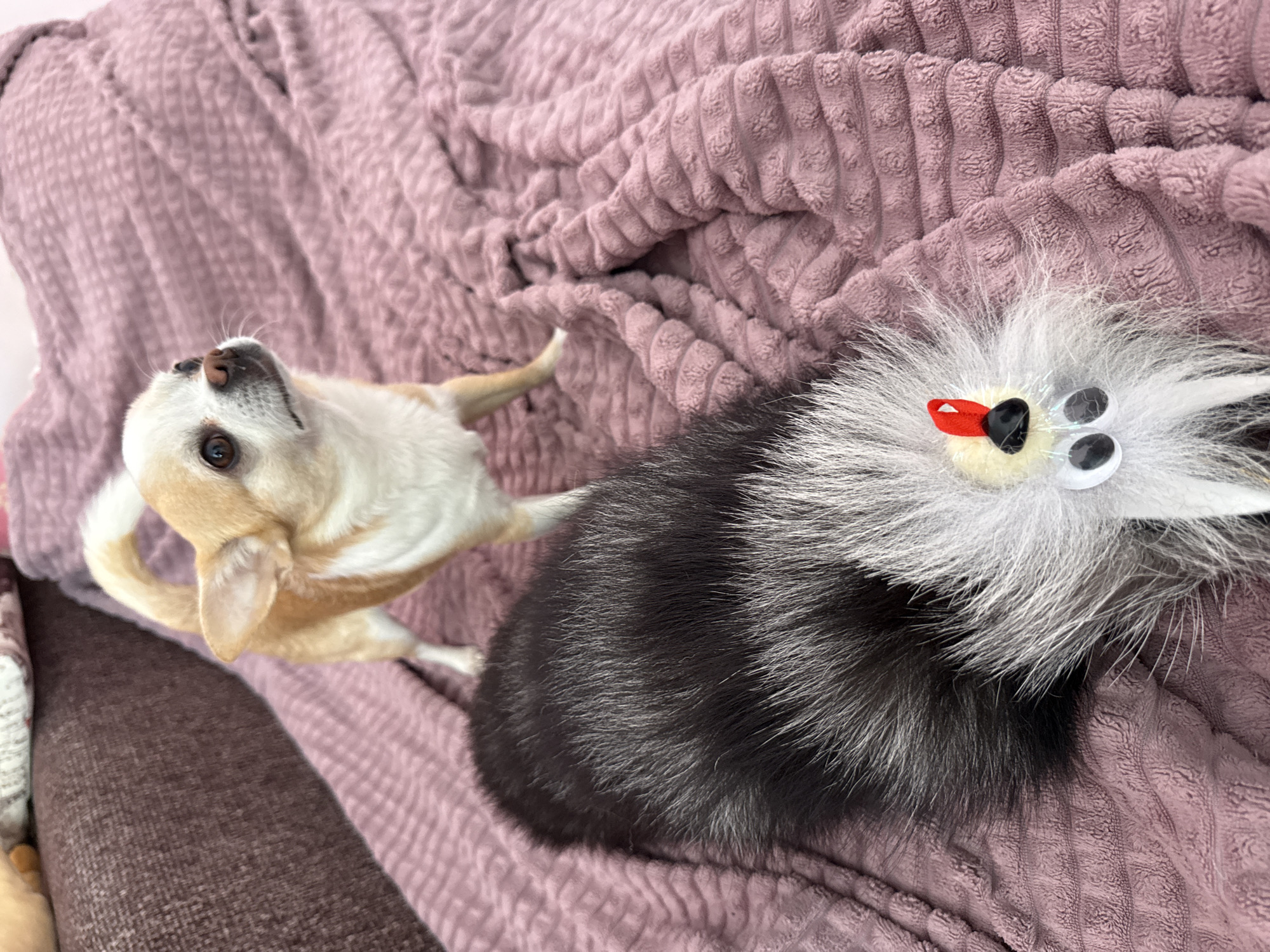 A tan and white Chihuahua dog is standing on a textured, mauve-colored blanket indoors. Next to the dog is a toy, consisting of a black and grey furry ball with white fuzzy accents, a red triangle for a beak, and three googly eyes. The location is unknown and has no connection to Rostov-on-Don, Russia.