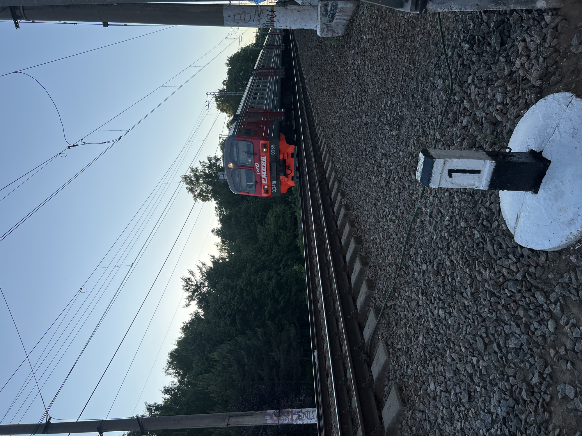 This image captures a red and dark grey Russian Electric Multiple Unit (EMU) train, specifically an ЭД4М (ED4M) model with the number 0365, traversing a double-track railway line under a clear, light blue sky, indicative of dusk or dawn. The train's destination signs display "САНКТ-ПЕТЕРБУРГ" (Saint Petersburg) and "ЛУГА" (Luga), identifying its route between these two cities.
The railway features two parallel tracks composed of metal rails resting on concrete sleepers, which are embedded in dark grey gravel ballast. Above the tracks, a network of overhead electrical wires is supported by several grey utility poles. On the left side of the frame, a concrete utility pole shows faded graffiti. On the right side, a robust grey pole also exhibits graffiti, including discernible blue and white markings. In the immediate foreground, positioned to the right of the tracks, a small white and black painted concrete marker post with the number "1" prominently displayed is visible. Beyond the railway tracks, dense green foliage and tall trees form a forested background, suggesting a suburban or rural setting. No individuals are present in the scene.
Based on the train's markings and destination information, the location is on the railway line connecting Saint Petersburg to Luga, likely within the broader suburban or exurban area of Saint Petersburg, Russia, given the forested environment.
