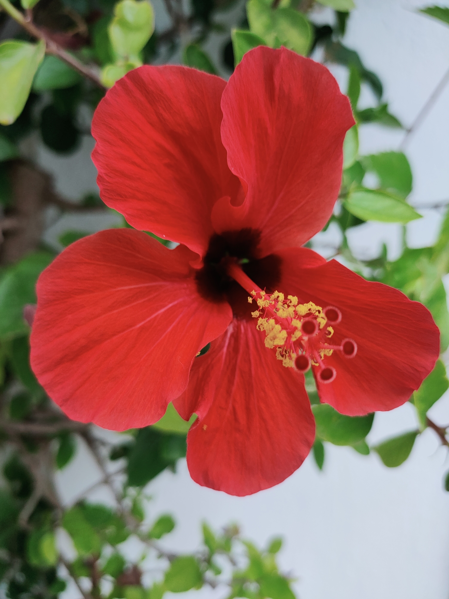 A close-up, overhead shot shows a vibrant red hibiscus flower with a dark center and prominent yellow stamen. The petals are broad and slightly wavy, with visible veins. Green leaves and branches form a blurred background, with a white structure, possibly a wall or fence, visible to the right. The scene is outdoors, likely in a garden or natural setting, and could be located in the city of Mrezga, Tunisia, given the presence of typical Mediterranean flora. No people or actions are depicted.