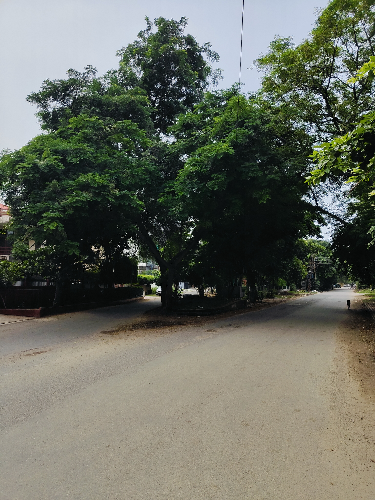 The image shows a road in Gurgaon, India, with a large tree in the center. The road forks, with one path leading left and the other leading right. The tree is lush and green, with dense foliage. There are buildings on the left side of the road, and more trees on the right. A small black dog is walking on the right side of the road in the distance. The sky is overcast, and the overall lighting suggests it is daytime.