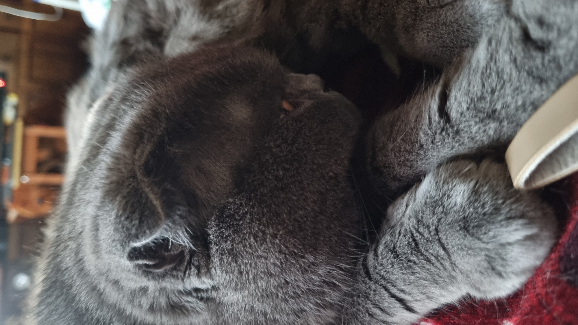 A close-up, vertical, eye-level shot shows a gray British Shorthair cat sleeping on a red blanket. The cat's head is turned to the right, with its face mostly obscured by its fur and folded ears. One eye is partially visible, showing a small orange pupil. The cat's paws are crossed in front of it. In the blurred background, wooden furniture and possibly a television screen are visible, suggesting an indoor setting within a residence in Vysokoe, Russia. The lighting is dim, creating a soft, comfortable ambiance.