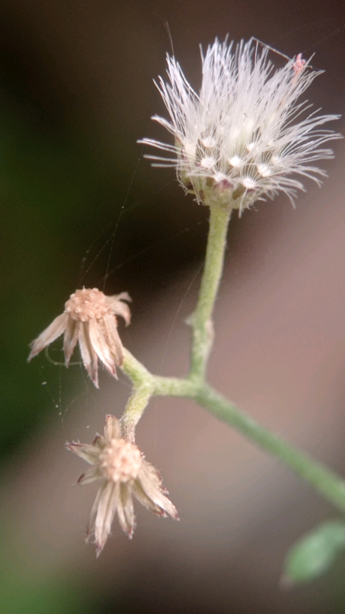 This is a macro photograph of two flowering plants with delicate, white, feathery blooms. The main bloom at the top is fully open and appears fluffy, while the bloom below it is smaller and partially withered, showing dried, petal-like structures. A thin strand of spiderweb is visible stretching across the frame. The background is softly blurred, with dark green on the left transitioning to a lighter, muted brown-pink on the right, suggesting an outdoor environment with foliage and possibly a distant structure. The image does not depict any specific urban features of Bedali, Indonesia, and therefore, no location-specific details can be inferred from the visual information provided.