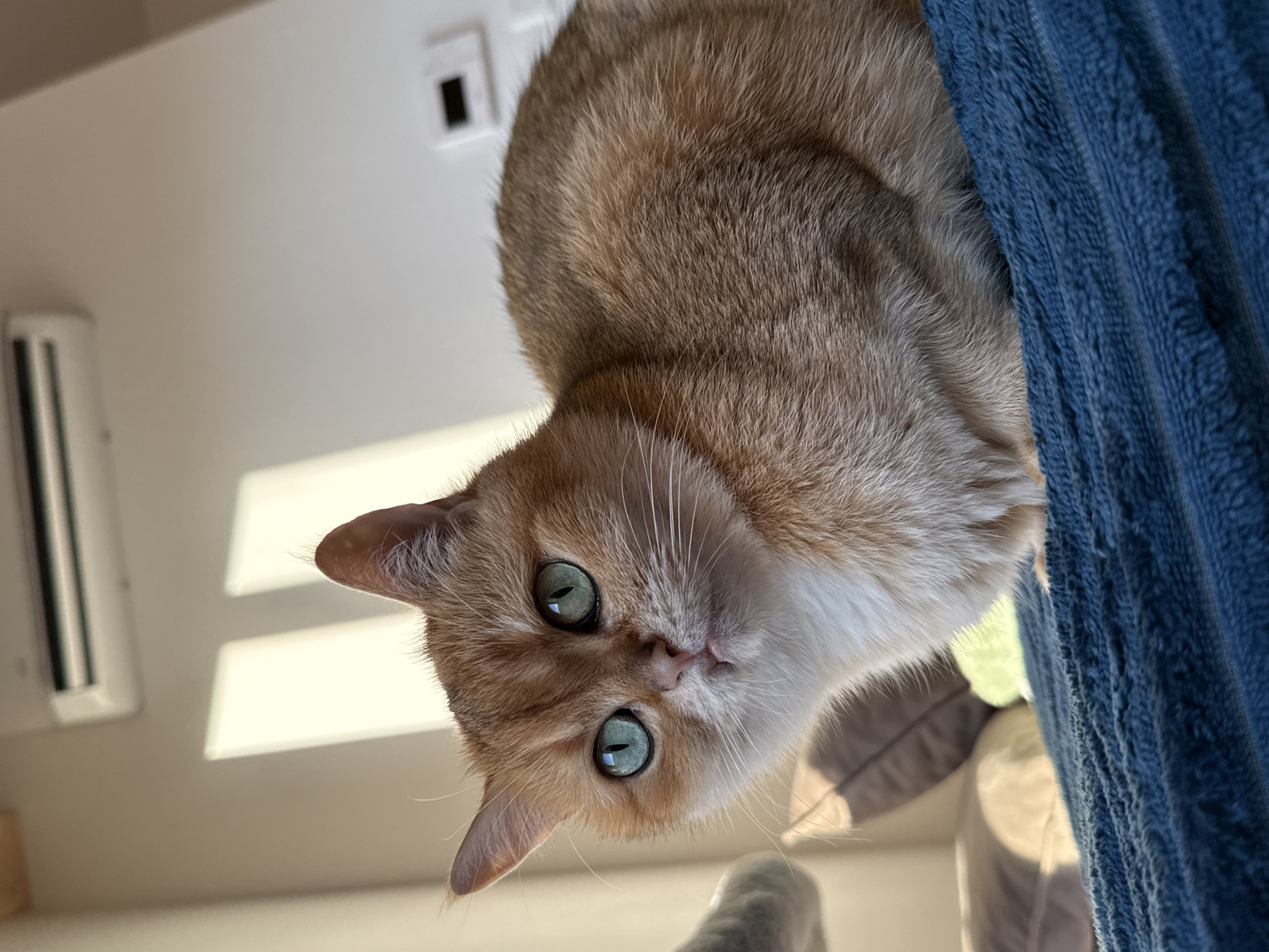A golden-furred cat with striking blue-green eyes peers down from an elevated position. It is next to a blue, vertically-oriented, textured fabric. The cat's face is prominently displayed, with its whiskers clearly visible. In the background, a white wall is partially illuminated by sunlight, with an air conditioning unit and a light switch or control panel visible. The setting appears to be indoors. While the location is noted as Bar, Montenegro, the image provides no visual confirmation of the city.