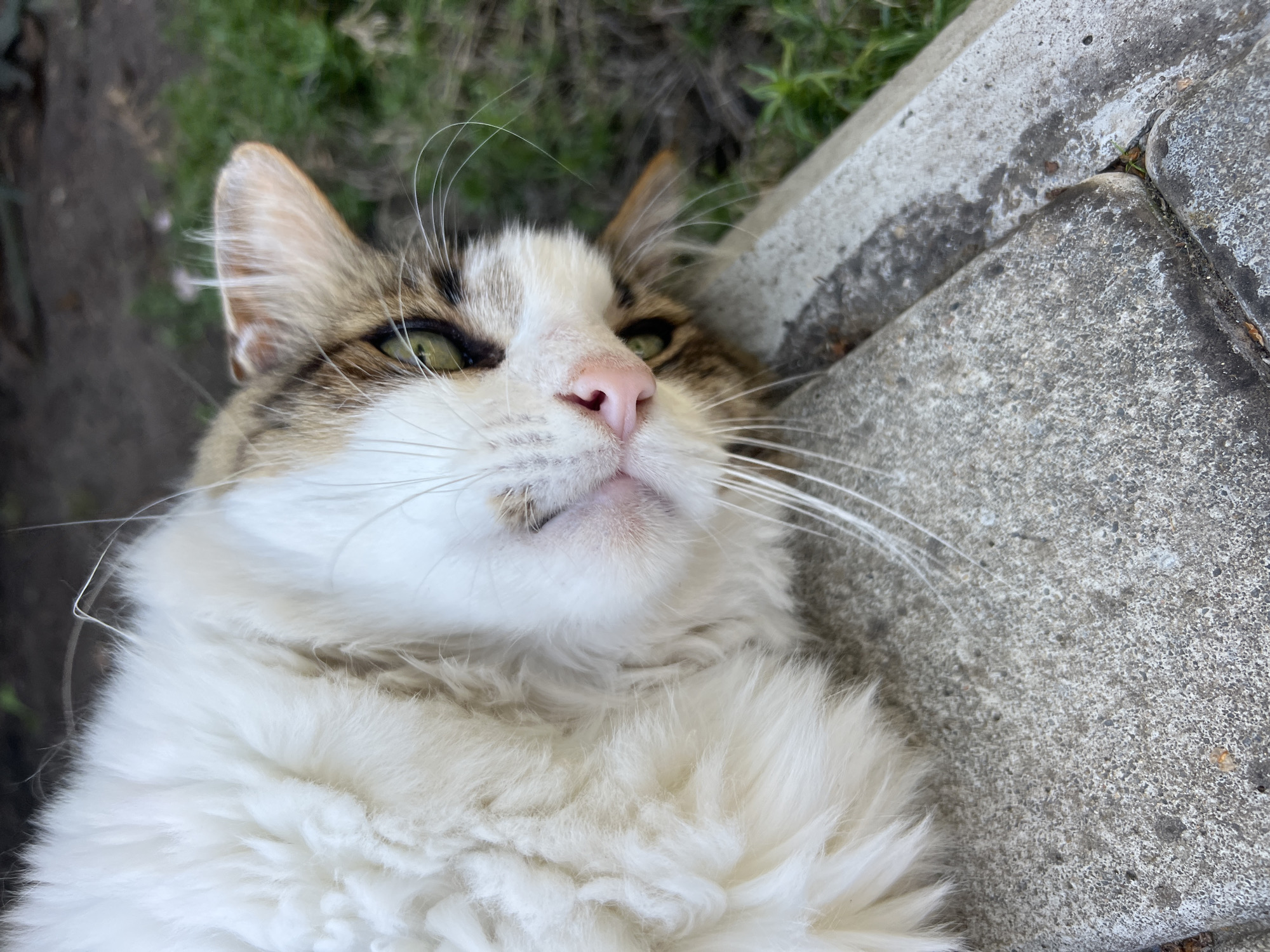 A calico cat with long white fur and patches of brown and black fur is lying on its back on a concrete surface. The cat's head is tilted, and its eyes are open and looking towards the camera. Its nose is pink, and its whiskers are long and white. The background consists of green grass and dirt. There are no people or other animals visible in the image. The scene appears to be outdoors in a residential or natural setting.