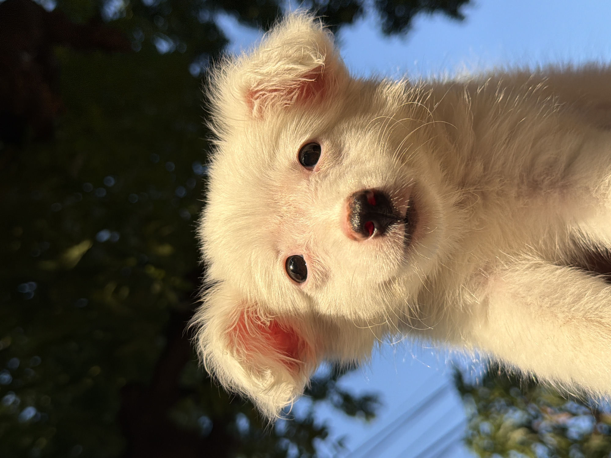 A close-up, low-angle shot features a very young, fluffy, white puppy with dark eyes and a dark nose. The puppy's ears are perked up and rosy pink inside. The background consists of out-of-focus dark green foliage and a bright blue sky. The lighting suggests it is daytime, possibly late afternoon due to the warm tone. The image appears to have been taken outdoors, likely in a residential area with trees. No specific location in Dar es Salaam, Tanzania, can be identified from the image alone.