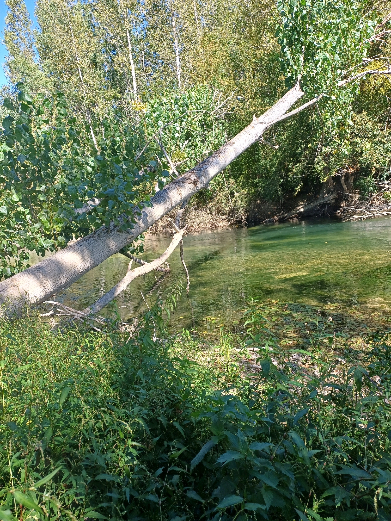 A fallen tree spans across a shallow, clear river on a sunny day. The tree trunk is light grey with rough bark and has a few branches extending from it. Lush green foliage borders the riverbank, with tall trees with light green leaves forming a backdrop. The riverbed is visible through the clear water, showing a mixture of sand and pebbles. The sky above is a clear blue.