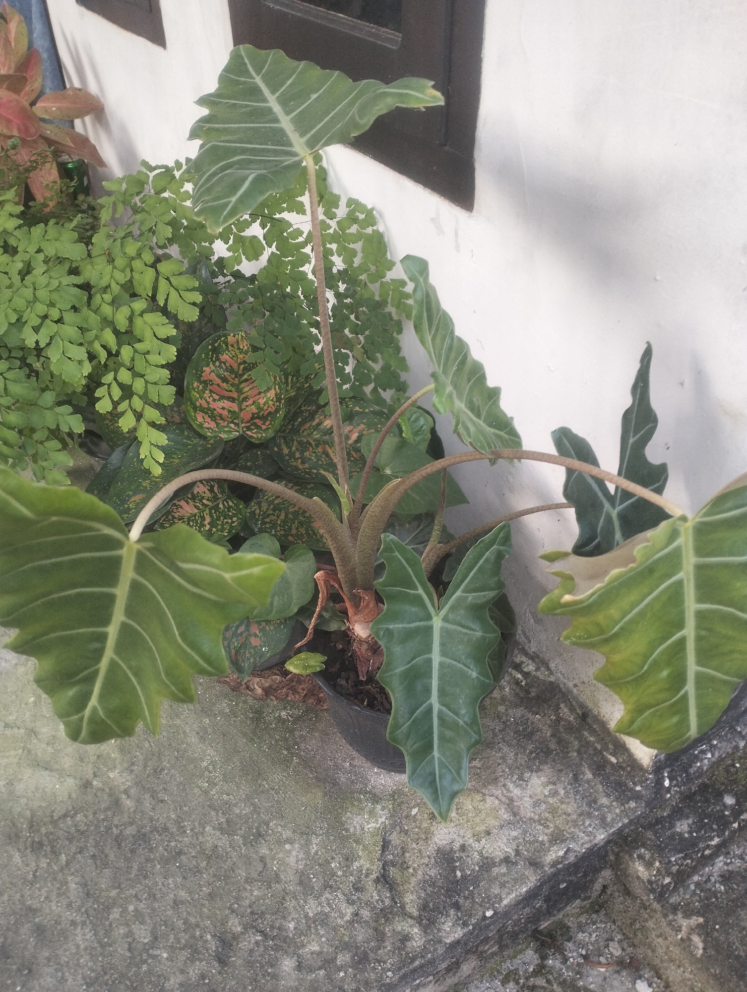 A potted Alocasia plant with large, dark green, arrow-shaped leaves and prominent white veins stands on a rough, gray concrete surface. The plant is positioned against a textured, white stucco wall with a dark-framed window. Other smaller plants, including a fern with delicate fronds and a plant with variegated green and pink leaves, are visible behind the Alocasia. The scene appears to be outdoors, likely in a garden or patio area in Dumai City, Indonesia, as indicated by the climate-appropriate vegetation and the architectural style. There are no people present. The lighting suggests it may be daytime, with a shadow cast on the wall from the window.