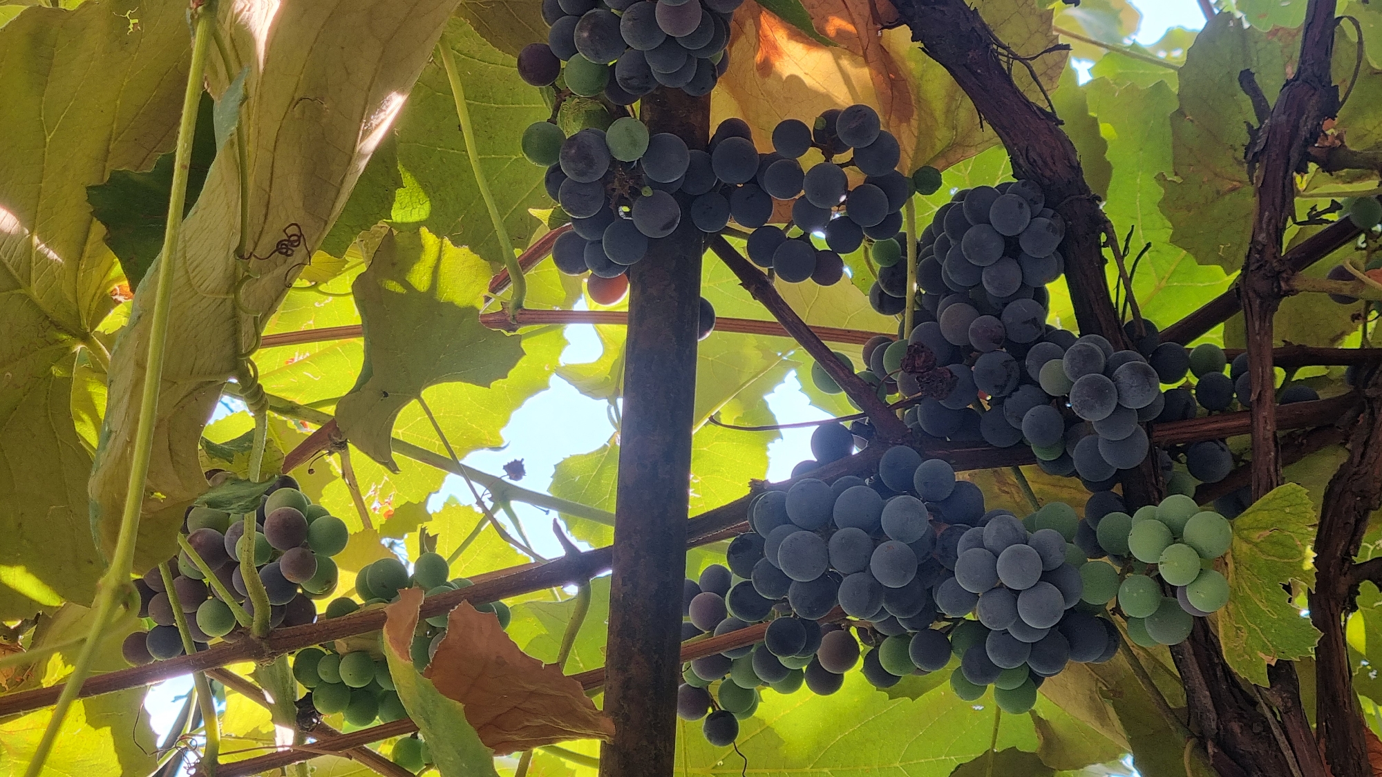 A cluster of dark purple and green grapes hangs from a vine supported by a rusty metal bar. The grapes are in various stages of ripeness, with some still green and others a deep, rich purple. Sunlight filters through the large, green grape leaves, casting dappled shadows on the fruit and branches. The background is a bright sky, suggesting an outdoor setting in good weather. This scene is a close-up view of a grapevine, likely in a vineyard or garden in Berehove, Ukraine, a city known for its viticulture.