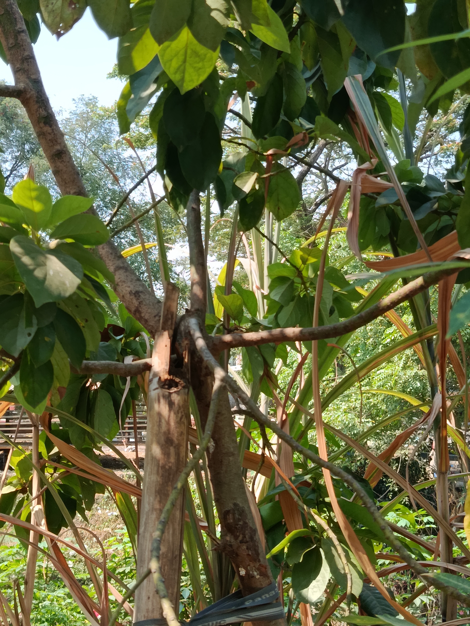 The image depicts a close-up view of overgrown vegetation in Wanasari, Indonesia. The foreground is dominated by the branches and leaves of what appears to be a tree, with a section of bamboo or a similar hollow reed visible in the center. Sunlight filters through the dense foliage, creating dappled light effects. In the background, more trees and plants create a green, natural backdrop, with hints of structures possibly present further in the distance. The scene suggests a natural, untamed environment within the city.