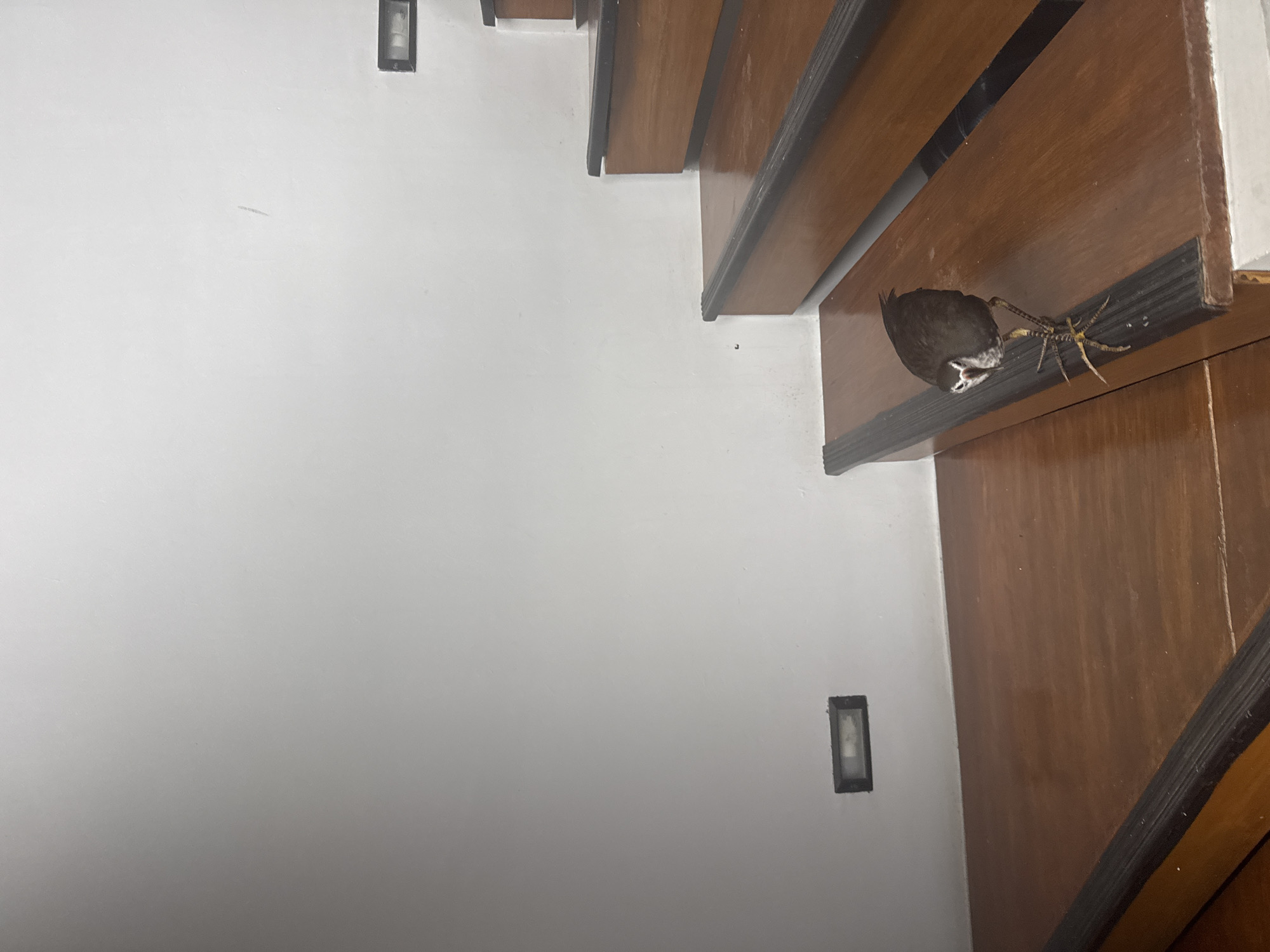 A bird is on the edge of a staircase in Unknown, Indonesia. The staircase is made of wood and has black trim. The bird is dark brown with a white beak. Its legs are tan with large feet and it is facing forward and looks to be eating something at its feet. The stairs are next to a white wall that has a small, black light fixture on it.