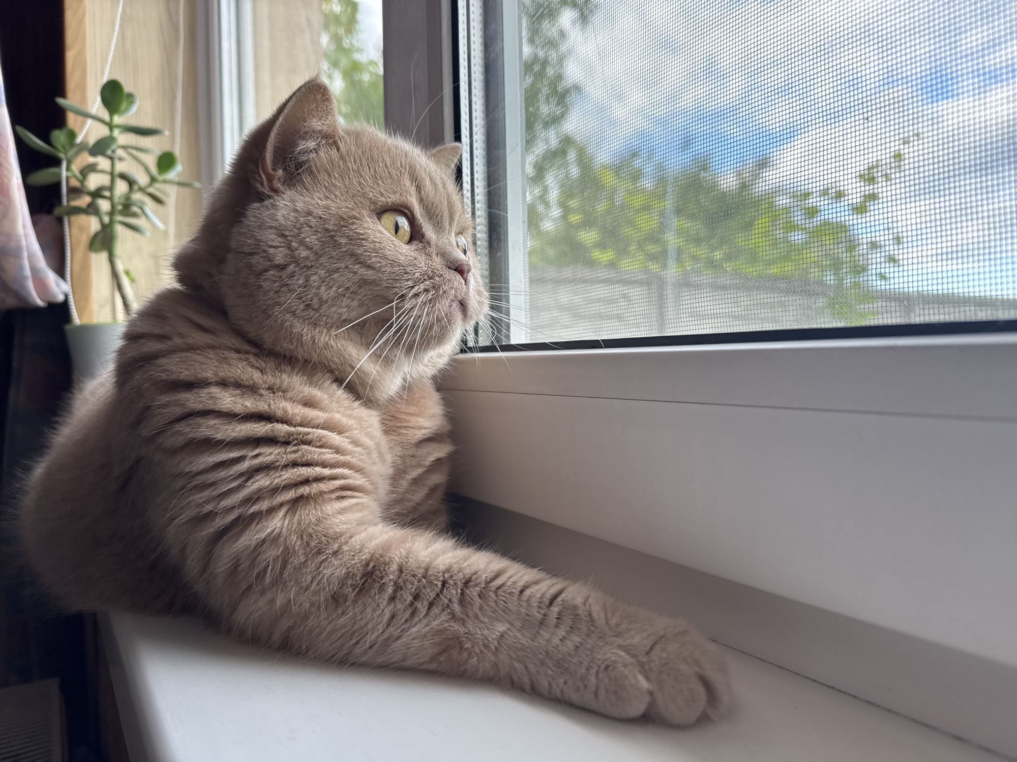 A light brown domestic shorthair cat sits on a white windowsill, facing right and looking out of a window. The cat has yellow eyes and long white whiskers. Through the window, a bright blue sky with white clouds is visible, along with green trees and foliage. A screen covers the window. To the left of the cat, a potted succulent plant with green leaves sits on the windowsill. The background is blurred, showing hints of wooden blinds and a curtain. The overall scene is indoors, with the cat observing the outdoors from a comfortable perch.