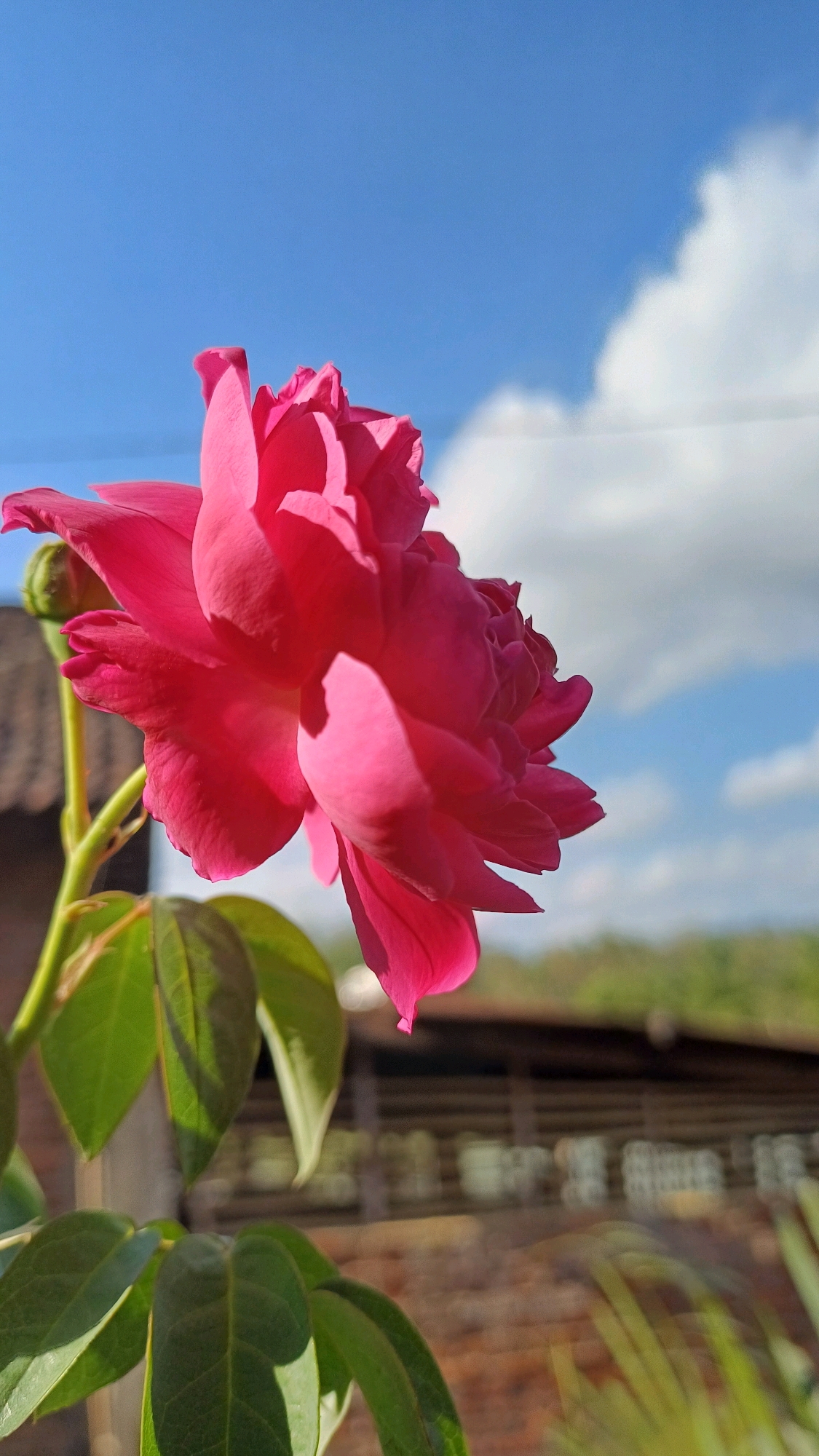 A close-up shot focuses on a vibrant pink rose in full bloom, its petals richly textured and catching the sunlight. The rose is positioned in the foreground, angled to the right of the frame, with its stem and several green leaves visible below. In the background, a blurred landscape unfolds under a bright blue sky dotted with fluffy white clouds. A wooden fence runs horizontally across the middle ground, partially obscuring a structure that appears to be a roof or awning made of reddish-brown material. The overall scene suggests an outdoor setting, likely a garden or yard, in the village of Wonokerso, Indonesia, given the characteristic vegetation and architectural elements. No people or animals are present in the image.