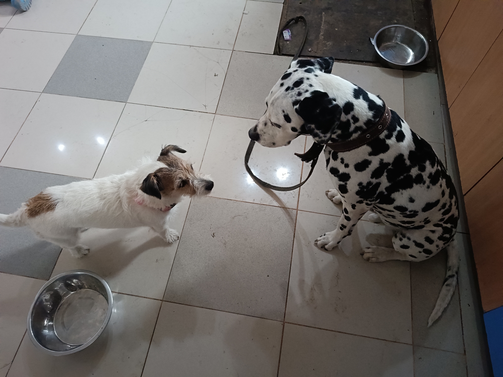 Two dogs are positioned on a light-colored tiled floor in an indoor setting. On the right, a large Dalmatian with distinctive black spots on a white coat sits facing left. It wears a dark brown collar and is holding a black leash in its mouth, with the leash looping down towards the floor. Its gaze appears to be directed towards the smaller dog.
To the left of the Dalmatian, a smaller terrier-type dog, primarily white with brown markings on its head and back, stands facing the larger dog. It has scruffy fur and a short tail that curls slightly upwards. Its head is tilted slightly, and it appears to be attentively looking at the Dalmatian.
Two empty silver metal dog bowls are also visible in the scene. One is in the bottom left corner, near the smaller dog, and the other is in the top right corner, behind the Dalmatian. The floor is made of square tiles, mostly light grey and white, with some dirt or scuff marks. A darker, possibly wooden or concrete, surface is visible along the right edge of the frame, next to a light brown wooden cabinet or wall. The lighting suggests an indoor environment, possibly illuminated by artificial light, causing reflections on the shiny floor tiles. There is no visible text in the image. The scene takes place in Rusalevka, Russia.