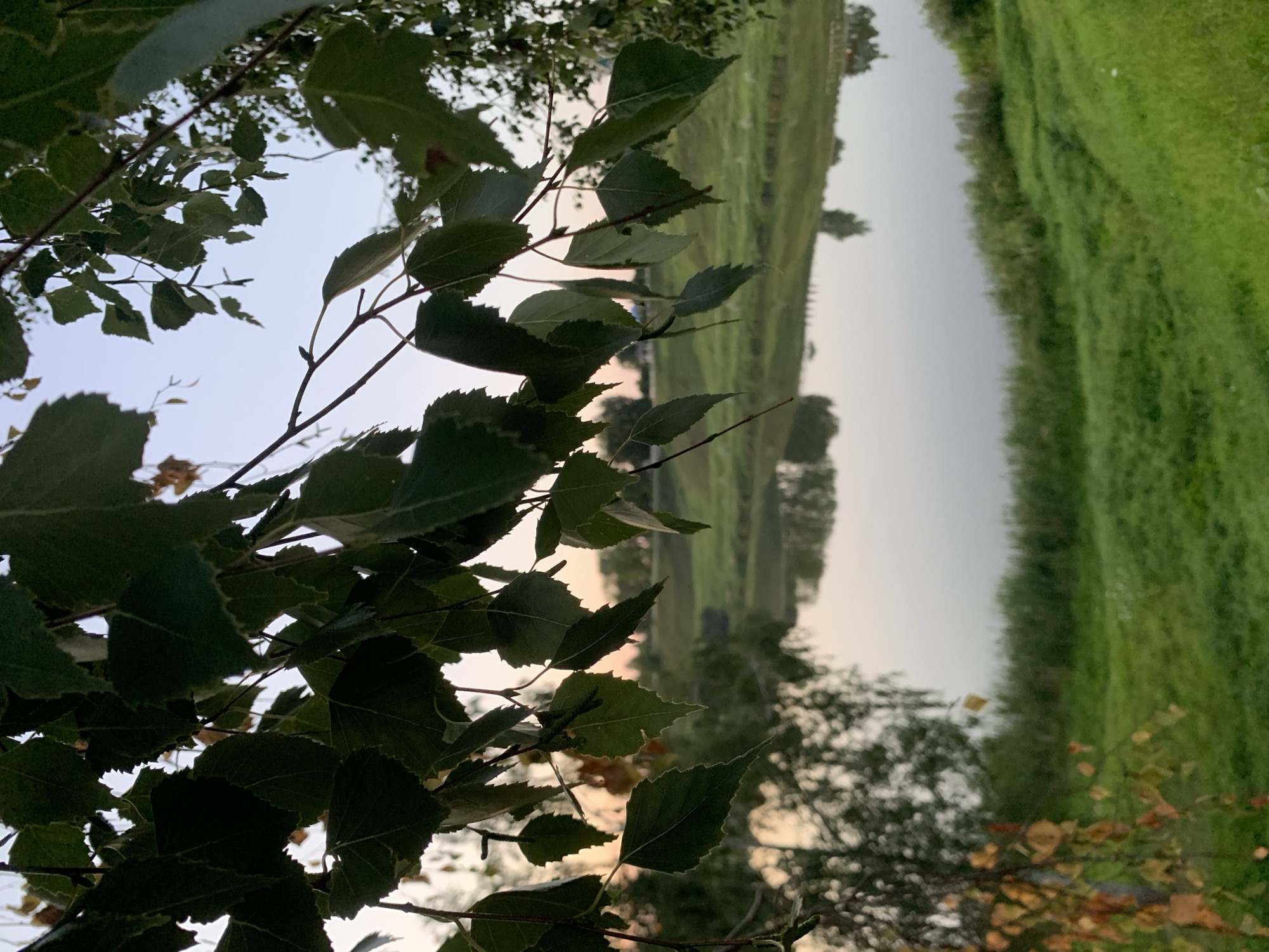 The image depicts a tranquil natural scene, likely in Kapyĺ, Belarus, characterized by foliage in the foreground and a reflective body of water in the background. Overhanging branches with dark green leaves dominate the upper portion of the frame, with hints of lighter green and some autumnal yellowing on smaller leaves towards the lower left. The sky above is a pale, soft blue, transitioning to a subtle pinkish hue near the horizon, suggesting either early morning or late evening.
Below the foliage, a calm body of water stretches across the middle ground, mirroring the overcast sky and the distant landscape. The water's surface is smooth, creating a clear reflection of the trees and the gentle incline of the far bank. The far bank is covered in lush green grass, with a discernible slope leading down to the water's edge. Scattered trees and shrubs are visible along the distant bank, their forms softened by the distance and the ambient light. The overall impression is one of peacefulness and natural beauty. There are no people or animals visible in the scene.