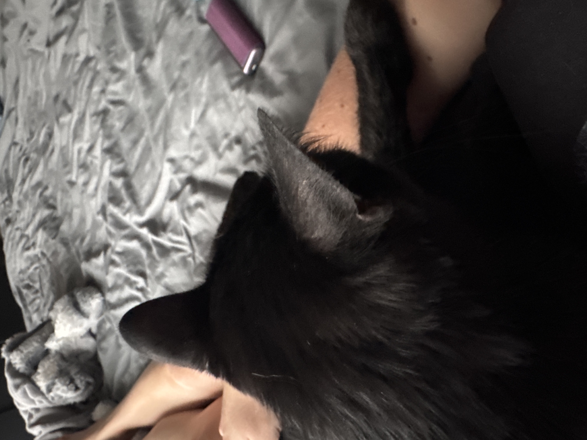 A black cat is lying on a gray bed. The cat is in the foreground of the image, with its back to the camera. The cat's head is turned to the left, and its ears are visible. The cat's tail is curled around its body. The bed is covered in a wrinkled gray blanket. In the background, there is a pink object, possibly a phone, on the bed. There are also some stuffed animals on the bed. The image is taken from a slightly high angle, looking down at the cat.