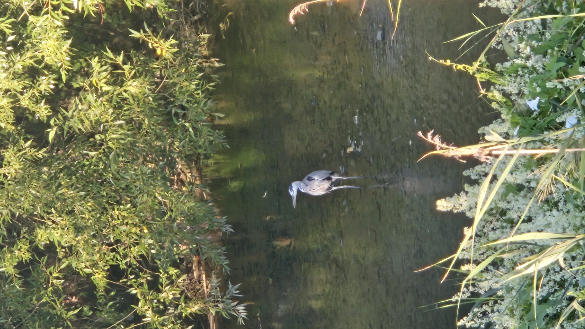 A great blue heron stands in shallow, clear water near the bank of a creek. The heron, facing right, has a long, pointed beak and grey and white plumage. It is positioned in the center of the frame. The creek bed is visible beneath the water, with some rocks and debris scattered on the bottom. The water's surface reflects the surrounding foliage and sky, creating a dappled effect. Along the near bank, tall green grasses and white flowering plants are abundant, with some of the plants reaching into the water. In the background, a dense canopy of green leaves from trees overhangs the creek. The image appears to be taken outdoors in a natural setting, likely in a park or along a riverbank within the city of Prešov, Slovakia.