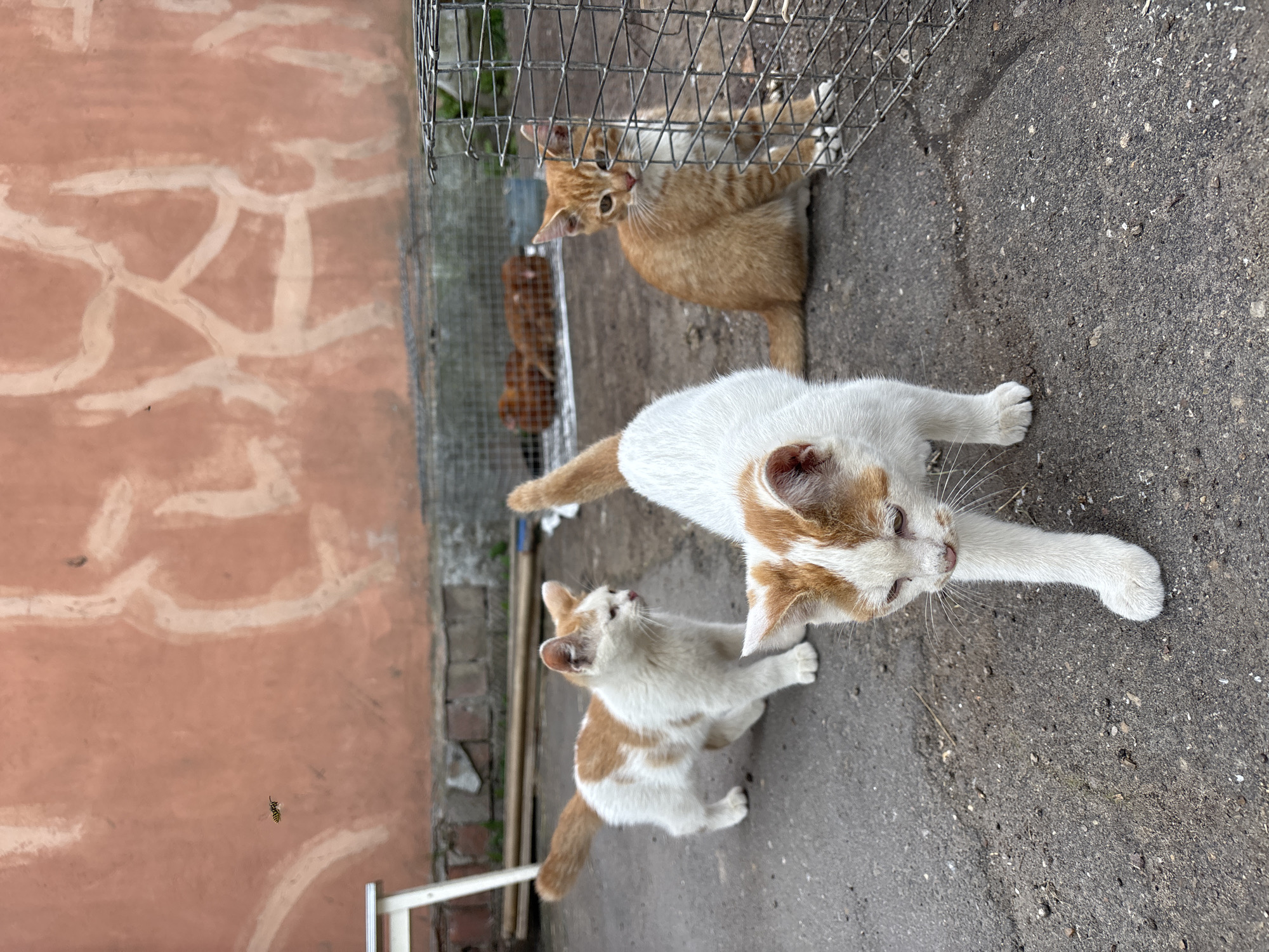 In Zvenigorod, Russia, on a paved surface, three domestic cats are present. Two of the cats are white with orange markings, and one is entirely orange. The cats are positioned around a wire cage, with one cat appearing to be interacting with it. In the background, more orange cats are visible inside a separate enclosure. The environment includes a textured, peach-colored wall with graffiti, a white chair, and a small, flying insect. The overall scene depicts a group of cats in an outdoor urban setting.
