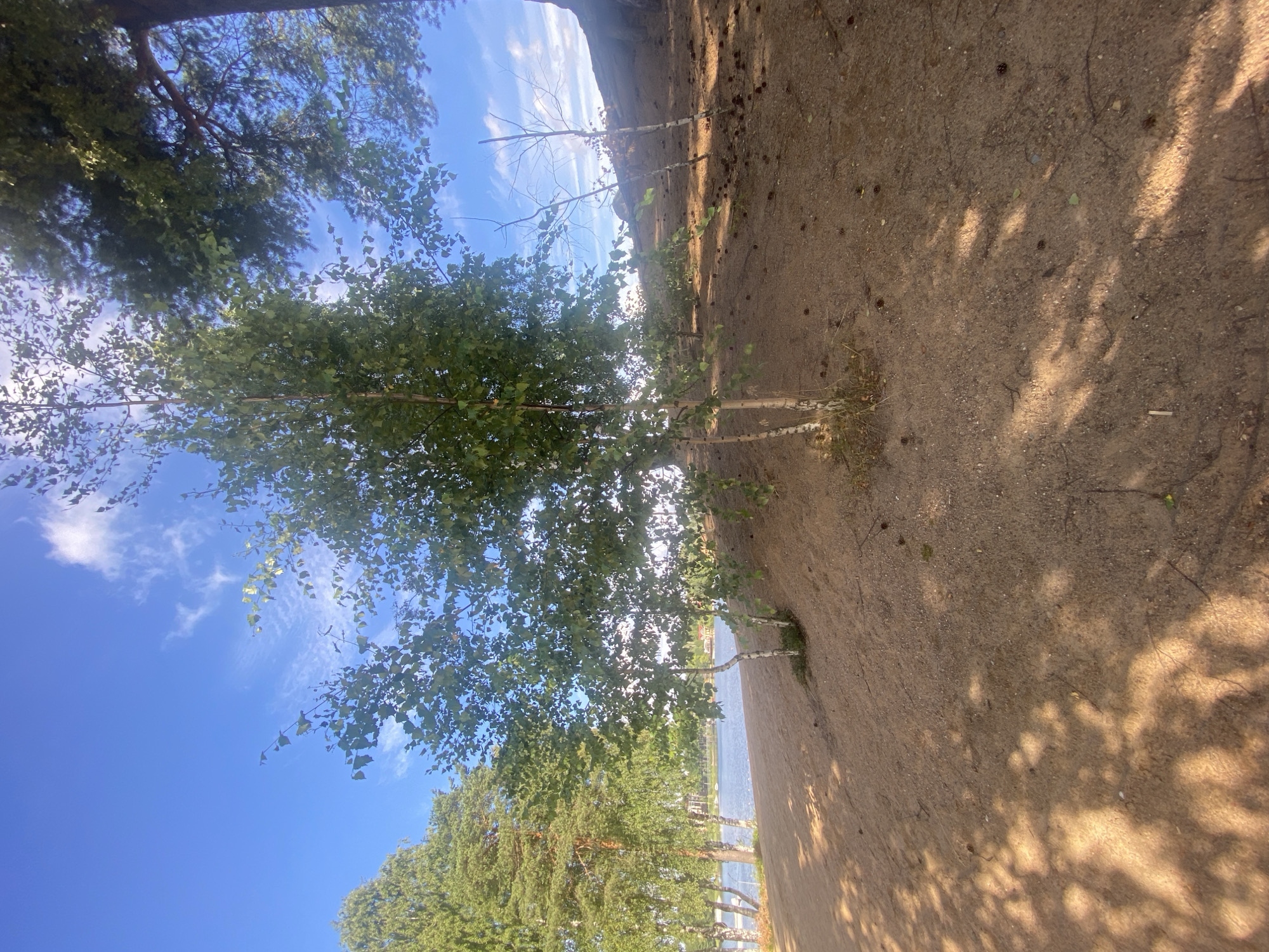 The image depicts a sandy bank leading down to a body of water, likely a lake or river, under a bright blue sky with scattered white clouds. Several trees, including birch and pine, are visible along the bank and in the background. The foreground is dominated by sand with scattered pine cones and shadows from the trees. In the distance across the water, there are some buildings and boats, suggesting a populated area. The scene appears to be a natural landscape with recreational elements. It is not possible to determine the specific location in Saint Petersburg from this image alone.