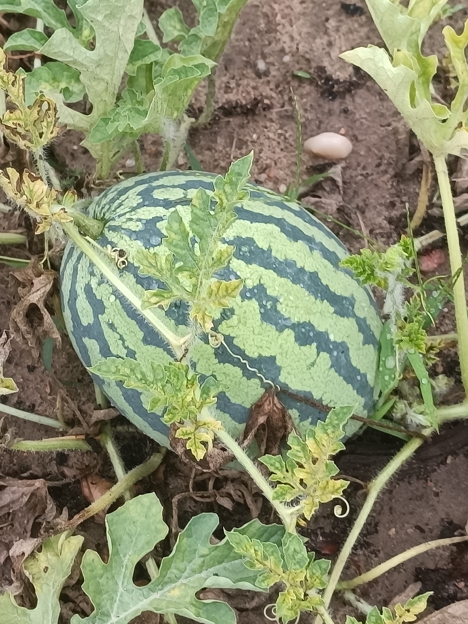 A close-up, overhead view of a small, striped watermelon on the ground, surrounded by green leaves and brown soil. The watermelon has dark green stripes on a lighter green rind. Water droplets are visible on the surface of the watermelon and some of the leaves. A pale, oval-shaped object, possibly a small stone or seed, is present in the soil to the upper right of the watermelon. The scene appears to be in a garden or agricultural setting, likely outdoors. The location is identified as Тэльмінскі сельскі Савет, Belarus.