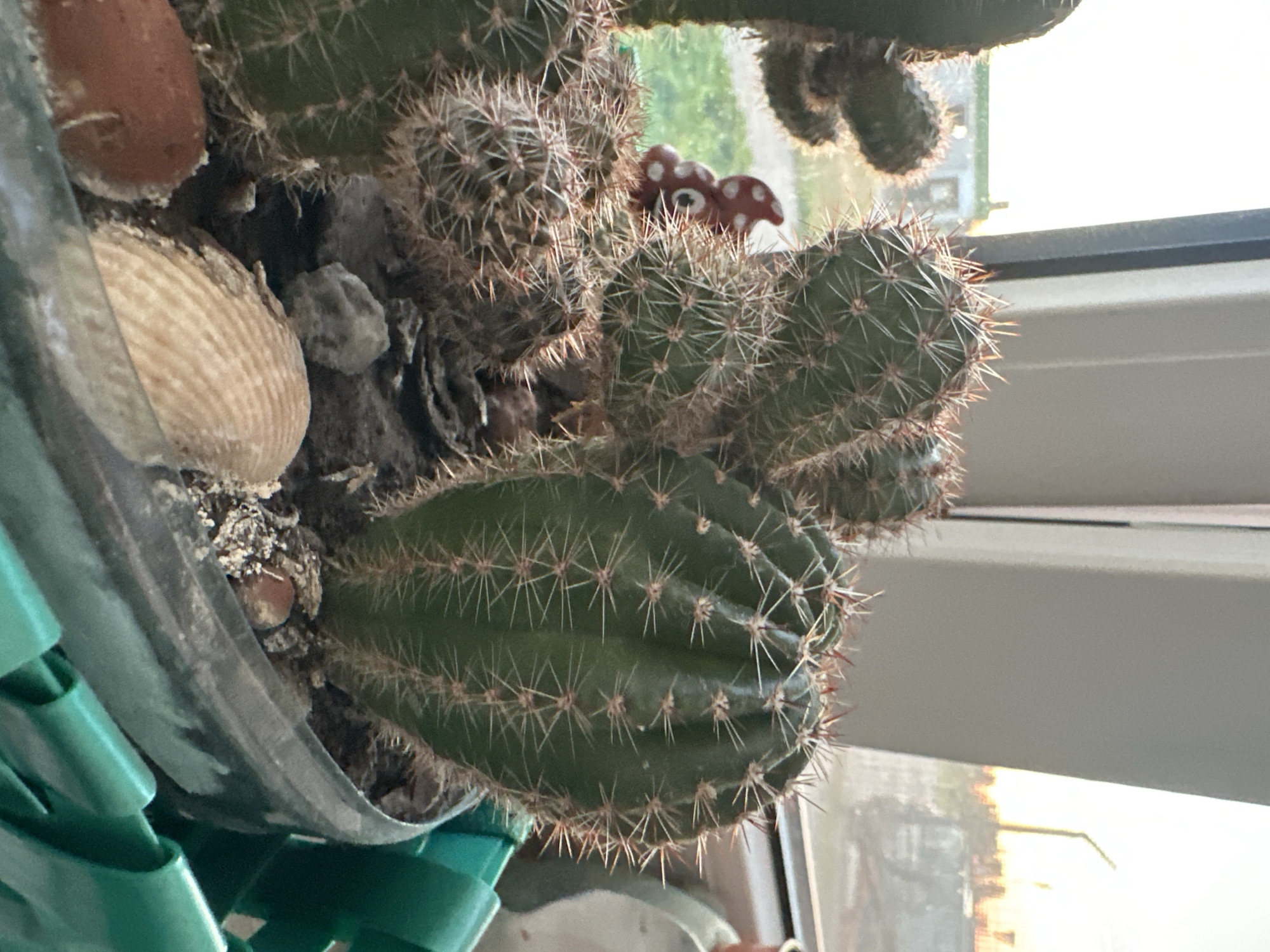 The image shows a close-up of several cacti in a clear plastic pot, which is then placed inside a green woven basket. The cacti are various shades of green and are covered in sharp spines. The soil in the pot is dark and appears to be mixed with small pebbles and some decorative elements, including a shell and what looks like a small mushroom-shaped figurine. In the background, a window reveals a blurred view of buildings and a sky with warm, possibly sunset lighting. The scene appears to be indoors, near a window. There are no people or animals visible in the image.