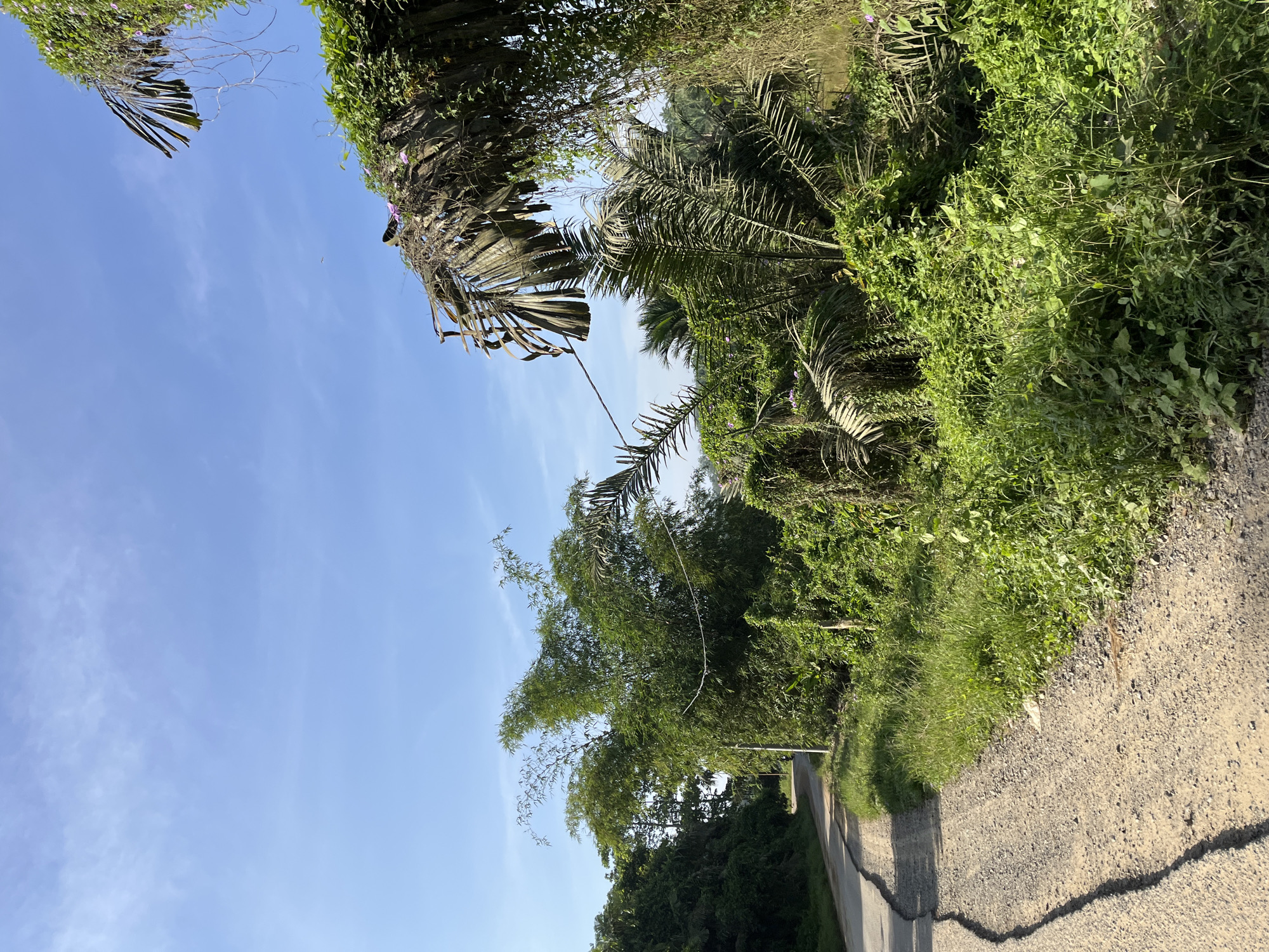 A dirt road, cracked and weathered, curves to the left through a lush, overgrown landscape under a clear blue sky. Dense green foliage, including palm trees and bamboo, crowds the sides of the road, with some vegetation encroaching onto the pavement. In the foreground, the road is covered in loose gravel, while the edges are lined with tall, wild grass and smaller plants. A single utility pole stands by the side of the road amidst the greenery. The overall scene depicts a rural or semi-rural setting in Sukajadi, Indonesia, characterized by abundant vegetation and a simple road.
