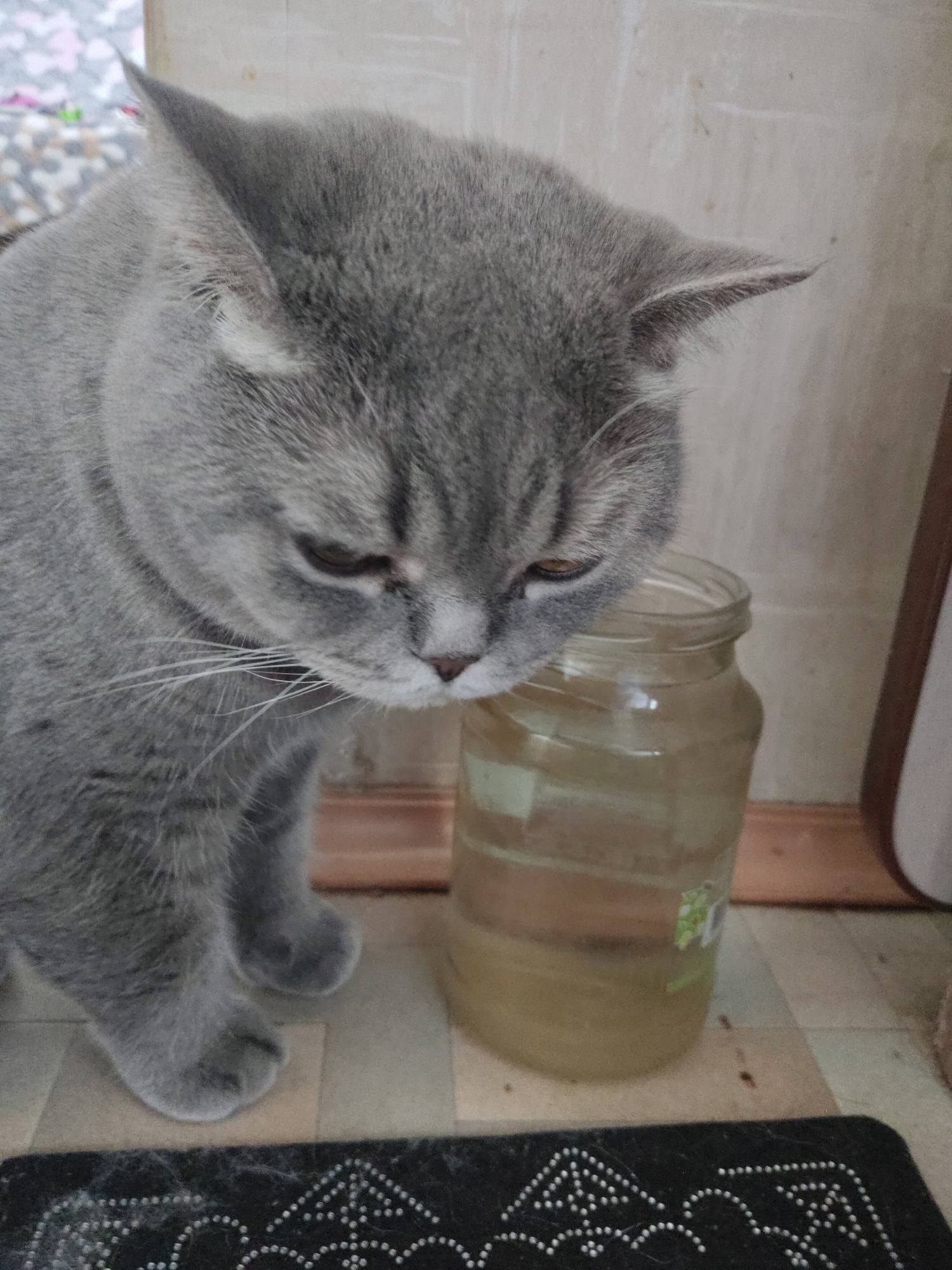 A gray cat is standing next to a glass jar filled with a yellow liquid. The cat is looking down towards the jar. The background is a plain wall. The scene is indoors on a tiled floor.