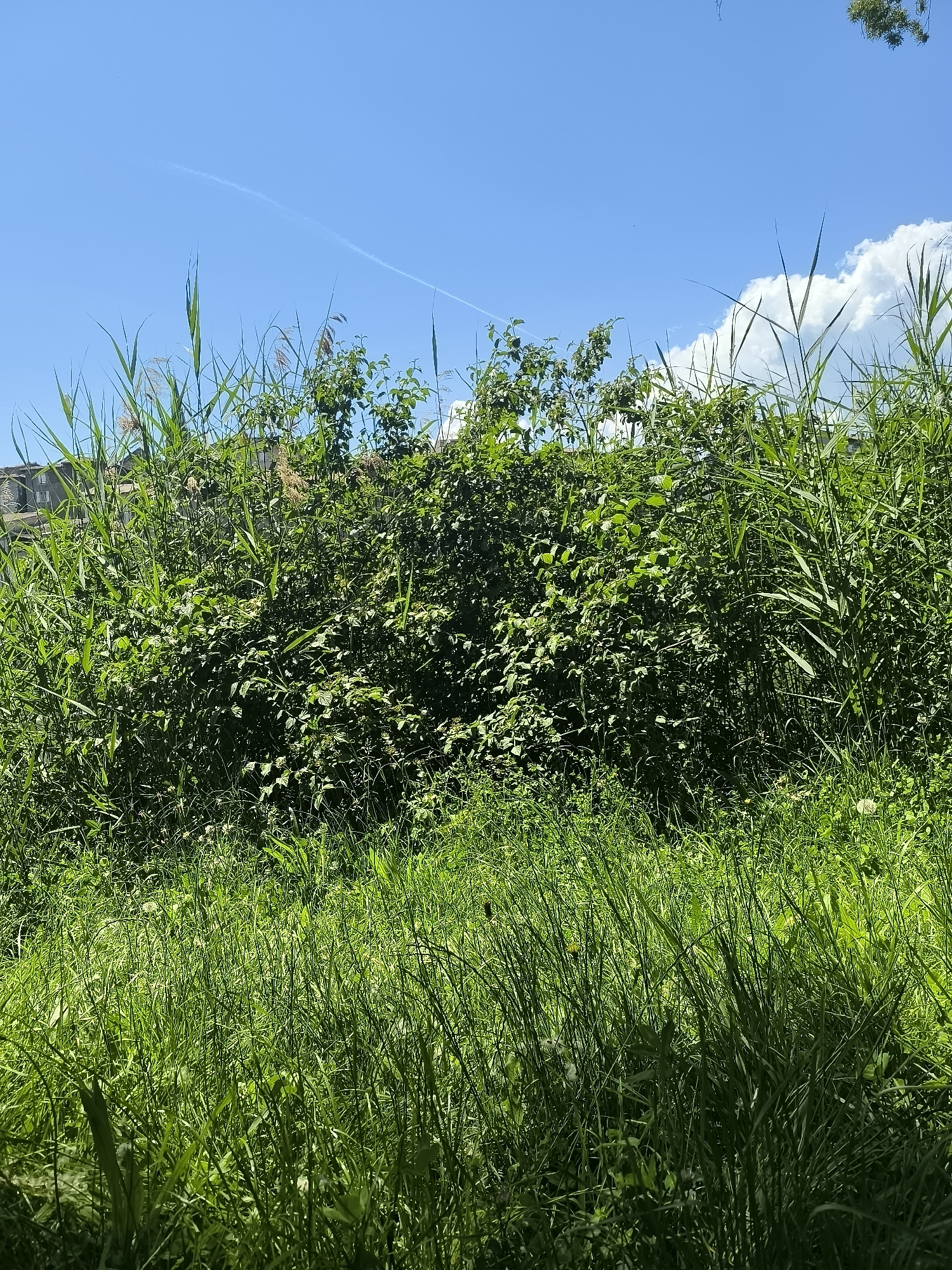 The image depicts a densely overgrown area, likely a field or a neglected urban space, on a sunny day in Chézenas, France. The foreground is dominated by long green grass. A thick tangle of bushes and reeds occupies the middle ground, partially obscuring a building in the background. The sky is blue with a few clouds and a contrail visible. No people or animals are visible. The image conveys a sense of unkempt nature reclaiming an area, possibly at the edge of the town.