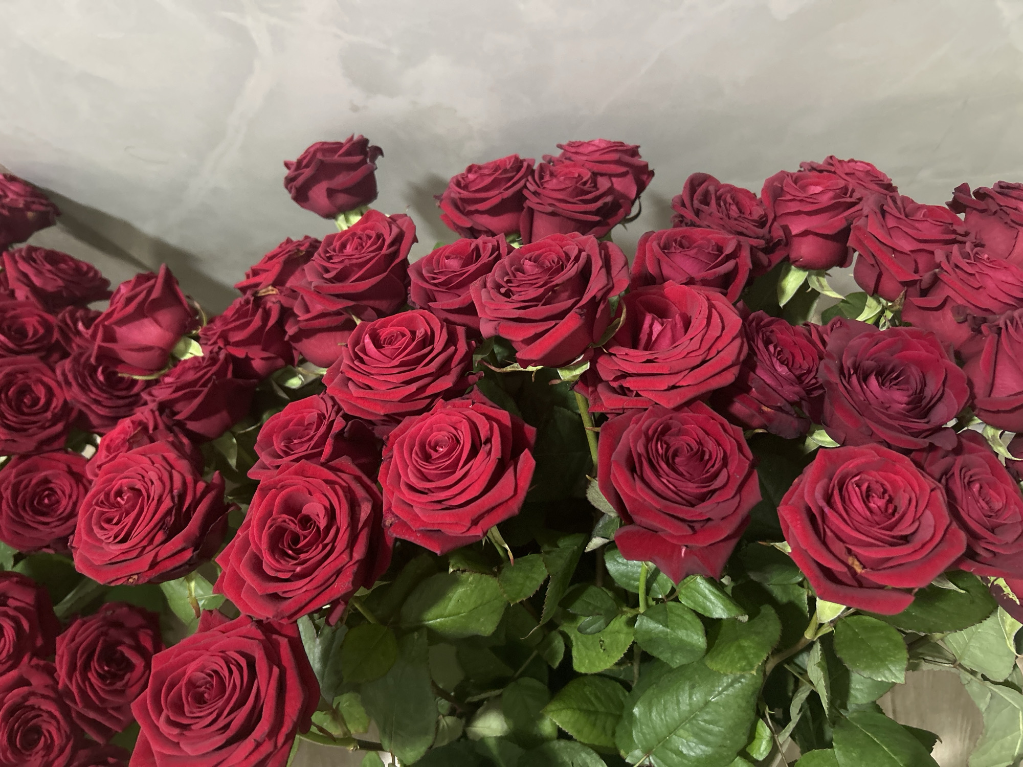 The image presents a close-up view of a voluminous bouquet composed entirely of dark red roses. Numerous rose blooms, many in full blossom, fill the majority of the frame, showcasing their rich, velvety petals and intricate spiral patterns. The deep red hue of the roses suggests a classic and romantic aesthetic.
Interspersed among the prominent red flowers are abundant green leaves, providing a natural contrast and highlighting the vibrancy of the blooms. The roses appear fresh, with no visible wilting or decay. The arrangement is dense and appears to be a substantial collection of flowers, possibly a gift or a decorative center piece.
The background consists of a light gray or off-white wall with a subtle, uneven texture, possibly a plastered or painted surface. The lighting is soft and even, illuminating the roses without creating harsh shadows, suggesting an indoor setting. There are no people visible, and no specific activity or event is depicted; the image is a still life focused solely on the beauty of the flowers. No text is visible within the image. This bouquet is located in Zlatograd, Bulgaria.