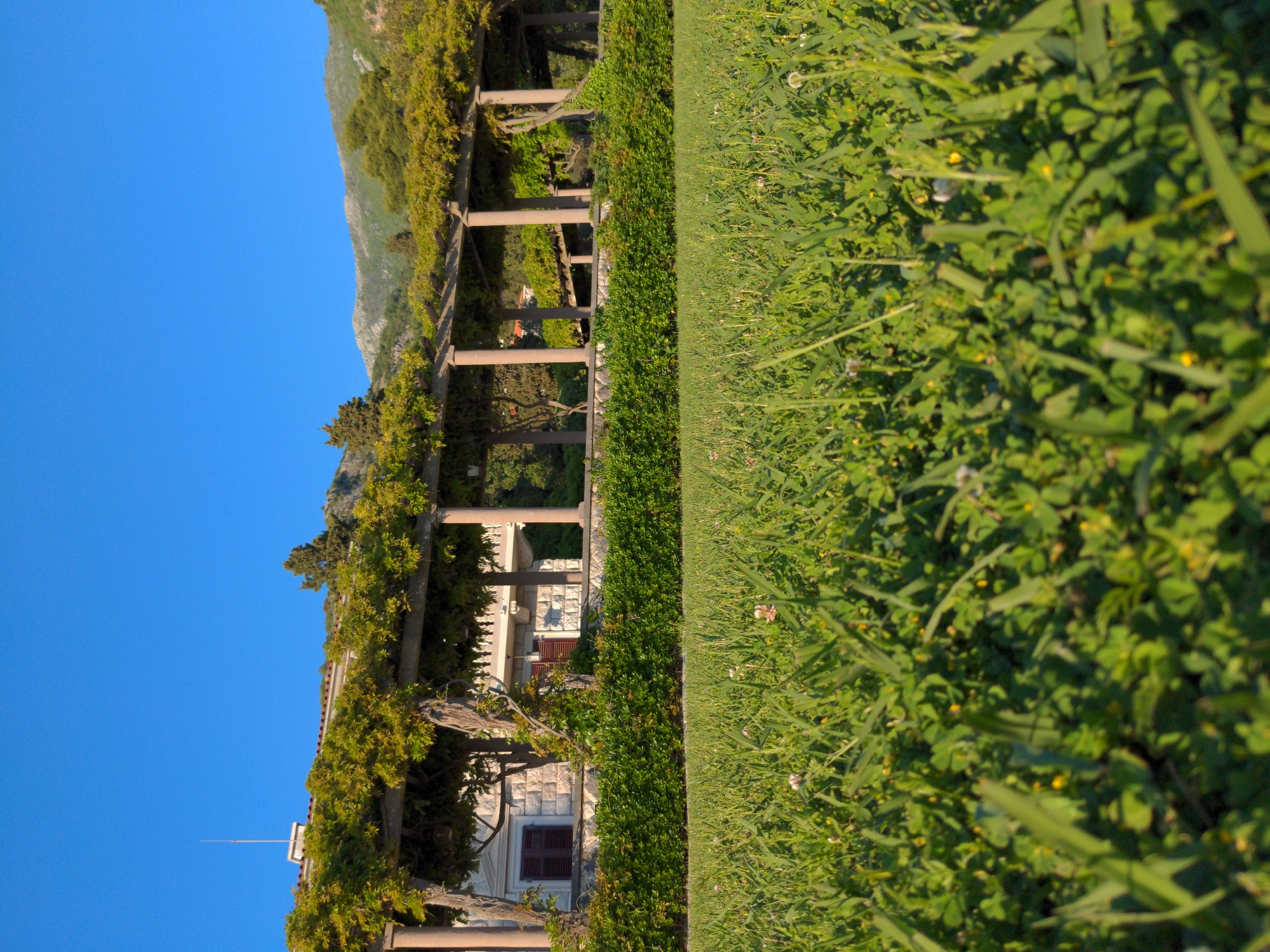 The image shows a view of a garden in Sveti Stefan, Montenegro, with a pergola covered in foliage running parallel to a manicured hedge and a field of grass. The pergola has stone pillars supporting a wooden structure, and climbing plants are growing over it. Beyond the pergola, a stone building with a red shuttered window is visible. In the background, a mountain is partially obscured by the pergola's foliage. The sky is a clear, bright blue. The foreground is dominated by a field of green grass and vegetation.
