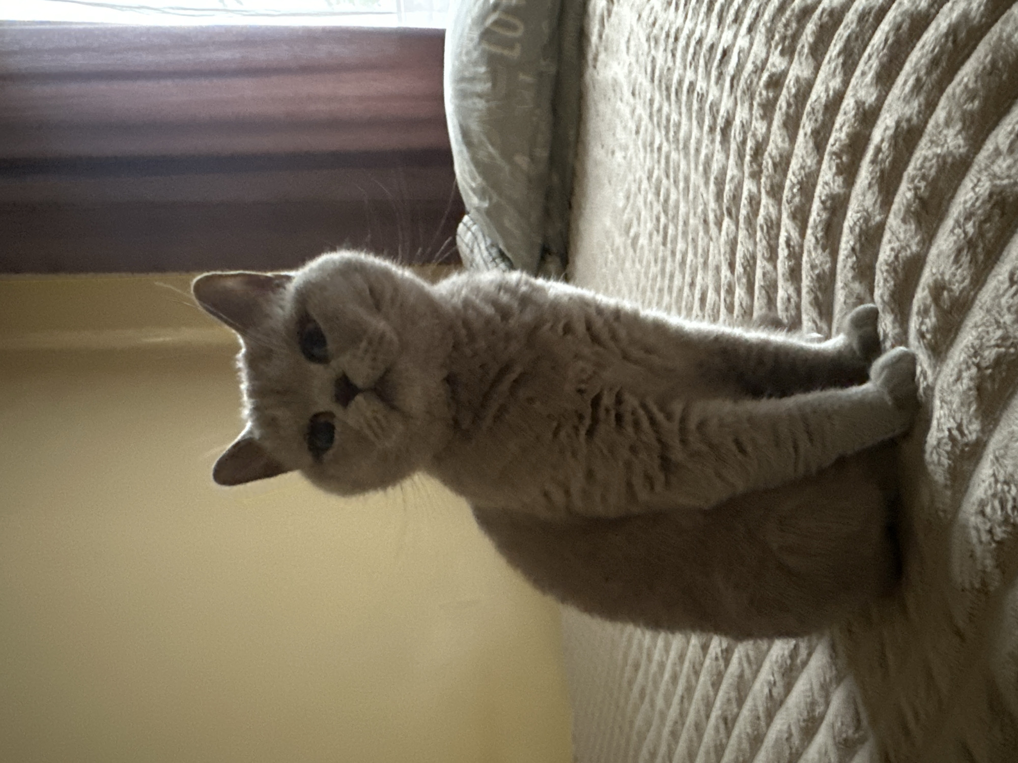 A light grey, short-haired cat sits on a bed in a domestic interior in Ternopil, Ukraine. The cat is the central subject, positioned on a textured, light beige or cream-colored blanket or throw that covers the bed. The blanket features prominent vertical ridges. Behind the cat, a light-colored pillow is partially visible, with faint text that includes the letters "LO". To the left of the cat and behind the bed is a warm, light yellow-beige wall, and above it, a dark window frame suggests natural light entering the room.
The cat is sitting upright, facing the viewer with an alert and curious expression. Its front paws are tucked neatly beneath its chest, and its large, round eyes are fixed on the camera. The lighting suggests it is daytime, with diffused light illuminating the scene. The overall color palette is soft and neutral, dominated by shades of grey, beige, and light yellow. The image is captured from a slightly elevated perspective.