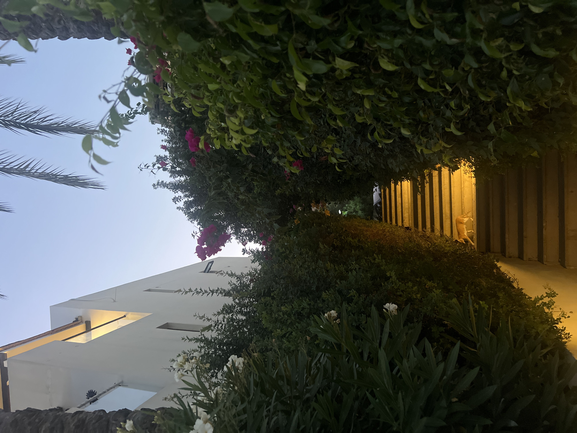 A medium shot depicts an outdoor staircase at dusk in Oroklini, Cyprus. The stairs are illuminated by warm, yellow light. On the stairs, a light brown dog is walking away from the camera, moving towards the top of the stairs. The staircase is flanked by dense green foliage and hedges. To the left of the staircase, a white building with a modern design is visible, featuring large windows and an overhang with yellow lighting. Palm trees are also present, with their fronds visible against the twilight sky. The overall scene conveys a serene, warm atmosphere.