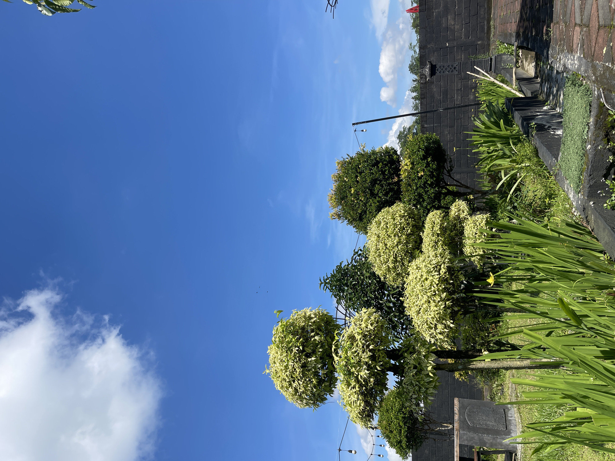 The image captures a garden scene in Sinduagung, Indonesia, under a bright blue sky with scattered clouds. The garden features a variety of plants, including meticulously trimmed, round-shaped trees with variegated foliage and tall, green, sword-like plants. A black brick wall and stepped structure border the garden area. String lights are visible overhead. A stone monument is present in the foreground. The scene is outdoors during daylight hours.