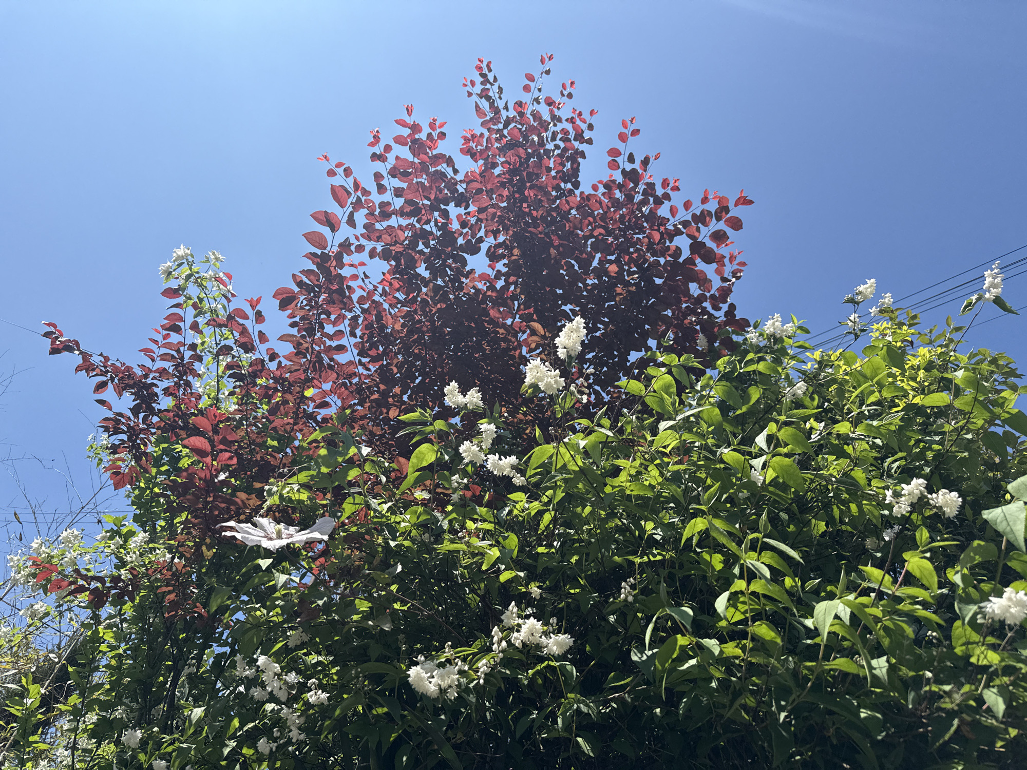 The image depicts a cluster of trees and shrubs set against a clear blue sky. A tree with dark red foliage stands prominently in the center, its leaves densely packed. Intertwined with the red foliage is a bush with green leaves, dotted with clusters of small white flowers. A thin wire, likely a power line, is visible in the upper right corner. The location is undetermined.