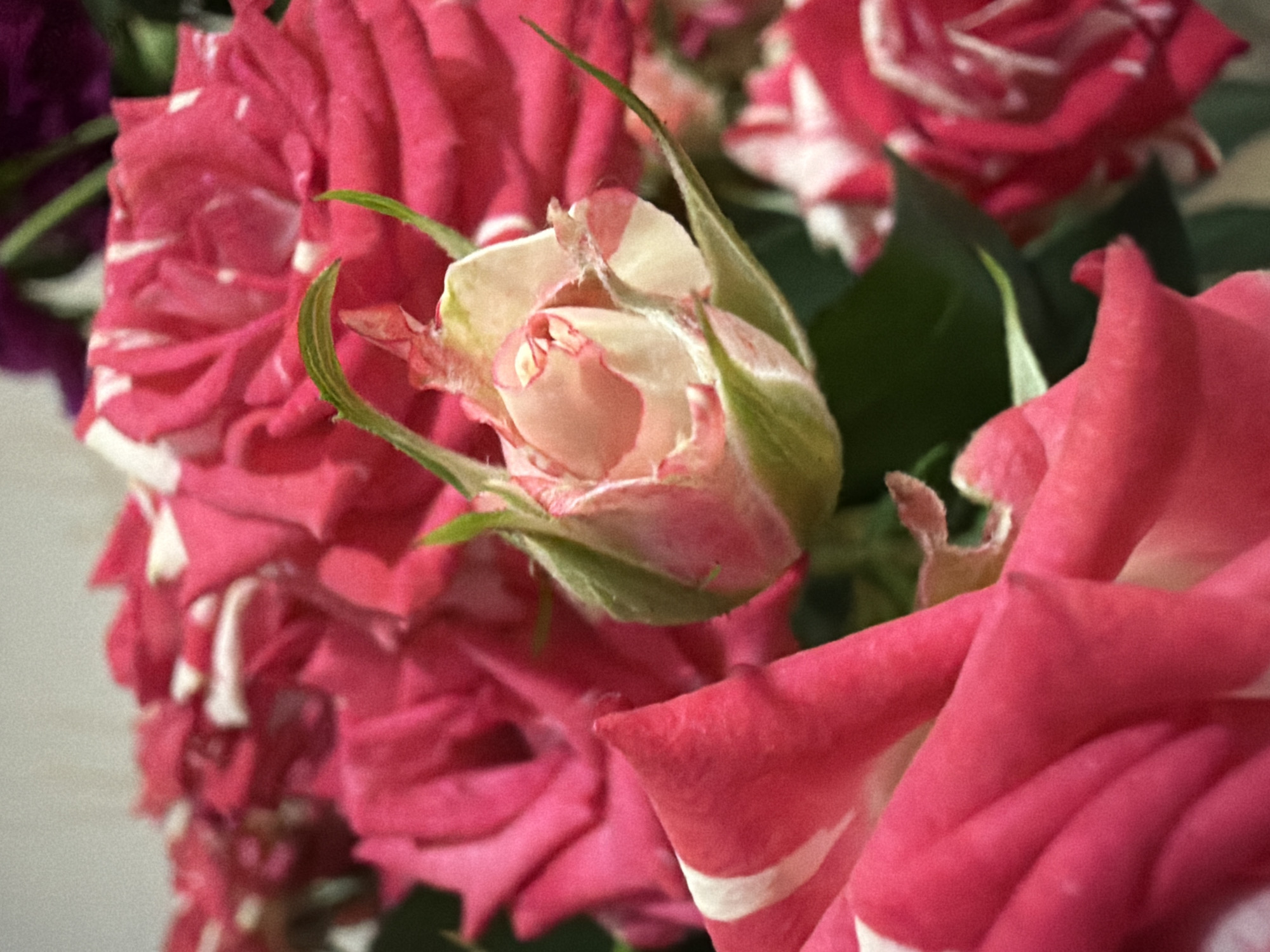 A close-up, shallow-depth-of-field shot focuses on a partially opened pink and white variegated rose bloom. The rose is surrounded by other roses in various stages of bloom, primarily in shades of bright pink and some with white variegation. The background is softly blurred, with hints of green foliage and a dark purple hue. The lighting is soft and diffused, highlighting the delicate textures of the petals. There are no people or animals visible in the image. The location in Chaikovsky, Russia, is not discernible from the visual information presented in the image.