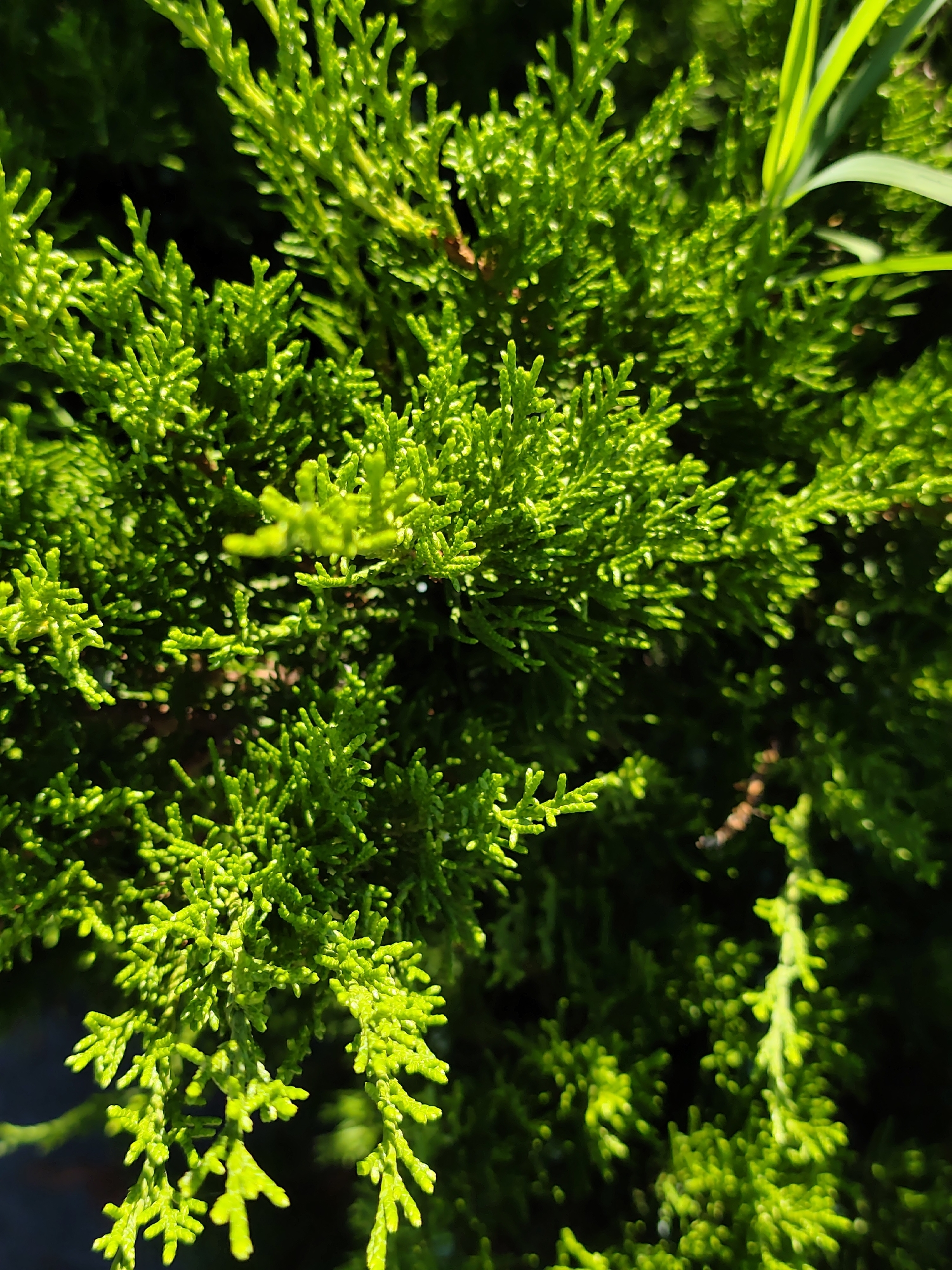 The image is a close-up, high-angle shot of vibrant green foliage, likely from a coniferous evergreen plant such as a cypress or juniper. The leaves are small, scale-like, and densely packed, creating a textured appearance. Sunlight illuminates the foliage, highlighting its bright green color and casting subtle shadows, which add depth and dimension to the scene. In the upper right quadrant, a long, thin, light green blade of grass or a similar plant is visible, extending diagonally across the frame. The background is predominantly dark and out of focus, suggesting a shaded area behind the foreground greenery. The overall impression is one of lush, healthy vegetation bathed in natural light. The specific location in Sochi, Russia, is not discernible from the visual information alone.