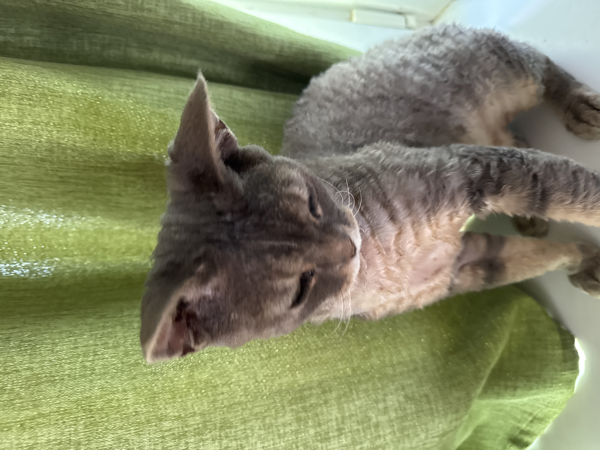 A young cat with grey tabby markings and curly fur sits in front of a green curtain. The cat is looking down and to the left, with its ears slightly tilted forward. The cat's fur appears somewhat sparse, particularly on its belly. The background consists of vertically oriented, pleated green curtains that are illuminated by a bright light source from the right. The scene appears to be indoors, possibly near a window. There is no identifiable location within the city of Zassovskaya, Russia.