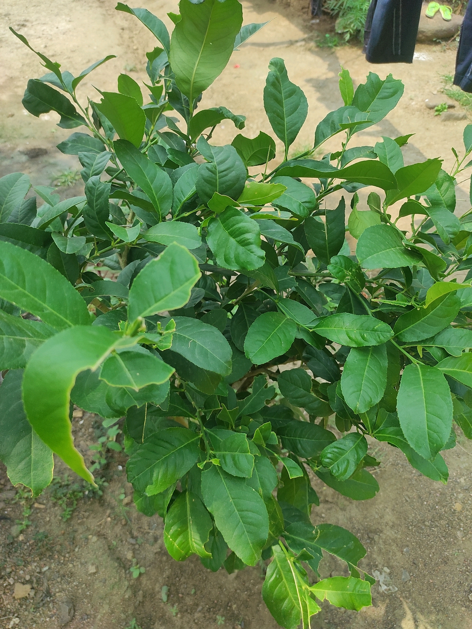 A close-up, overhead view captures a vibrant green, leafy lemon plant. The plant's foliage is lush and dense, with numerous oval-shaped leaves, some exhibiting minor signs of insect damage with small notches along their edges. The leaves are arranged in clusters along thin, brown stems. The background consists of a textured, sandy ground, with sparse patches of small green weeds. In the upper right portion of the image, out of focus, are hints of human presence: the lower legs of individuals wearing dark clothing and a pair of bright yellow flip-flops resting on a rock. The scene appears to be outdoors, suggesting a garden or nursery setting. The specific location in Bhutia B, India, is not visually discernible from the image content.